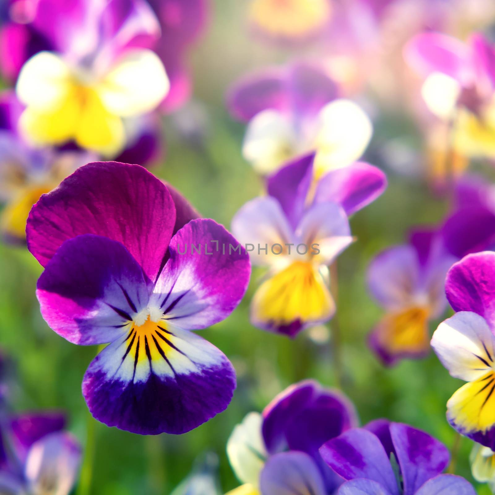 group of perennial yellow-violet Viola cornuta, known as horned pansy or horned violet by galsand