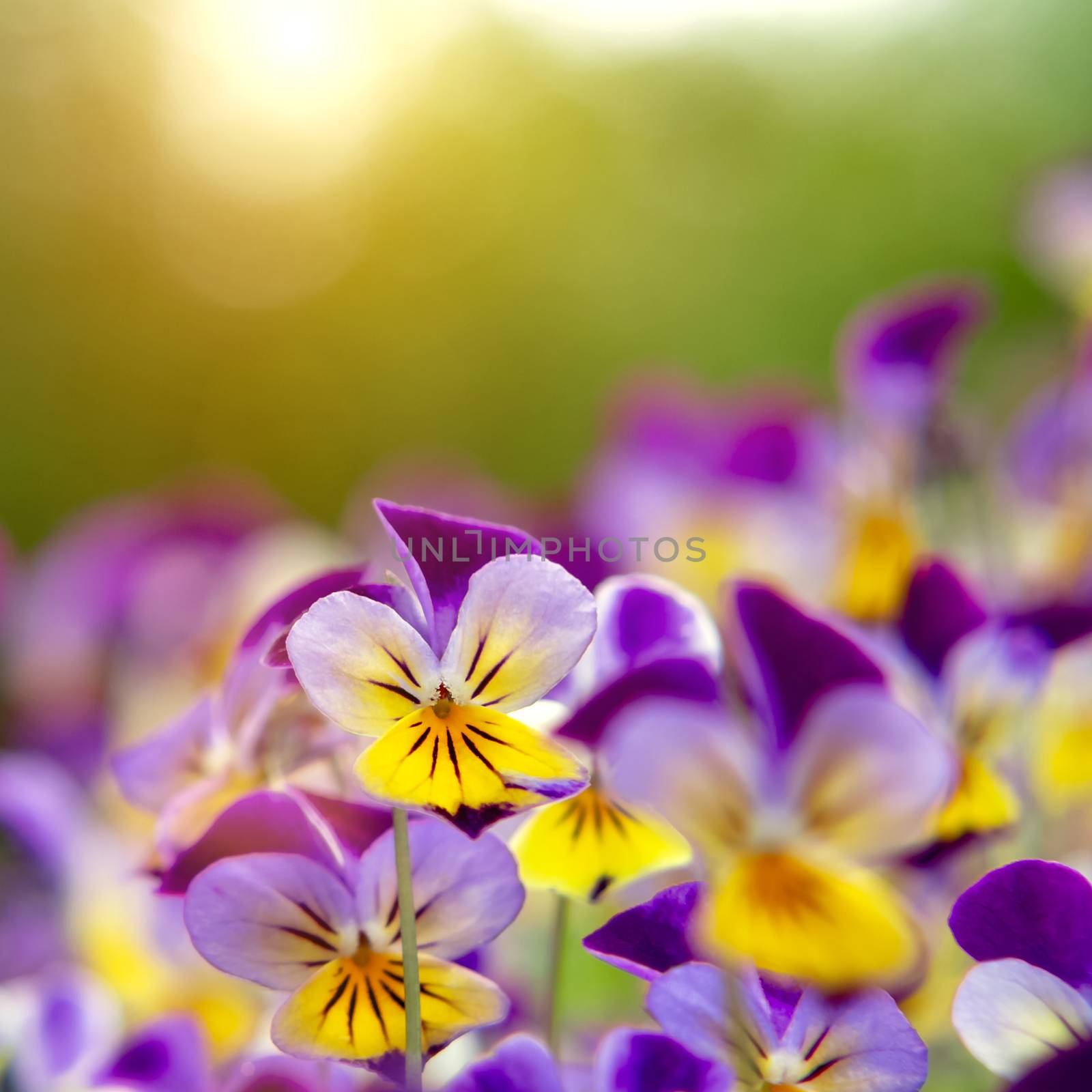 group of perennial yellow-violet Viola cornuta, known as horned pansy or horned violet.