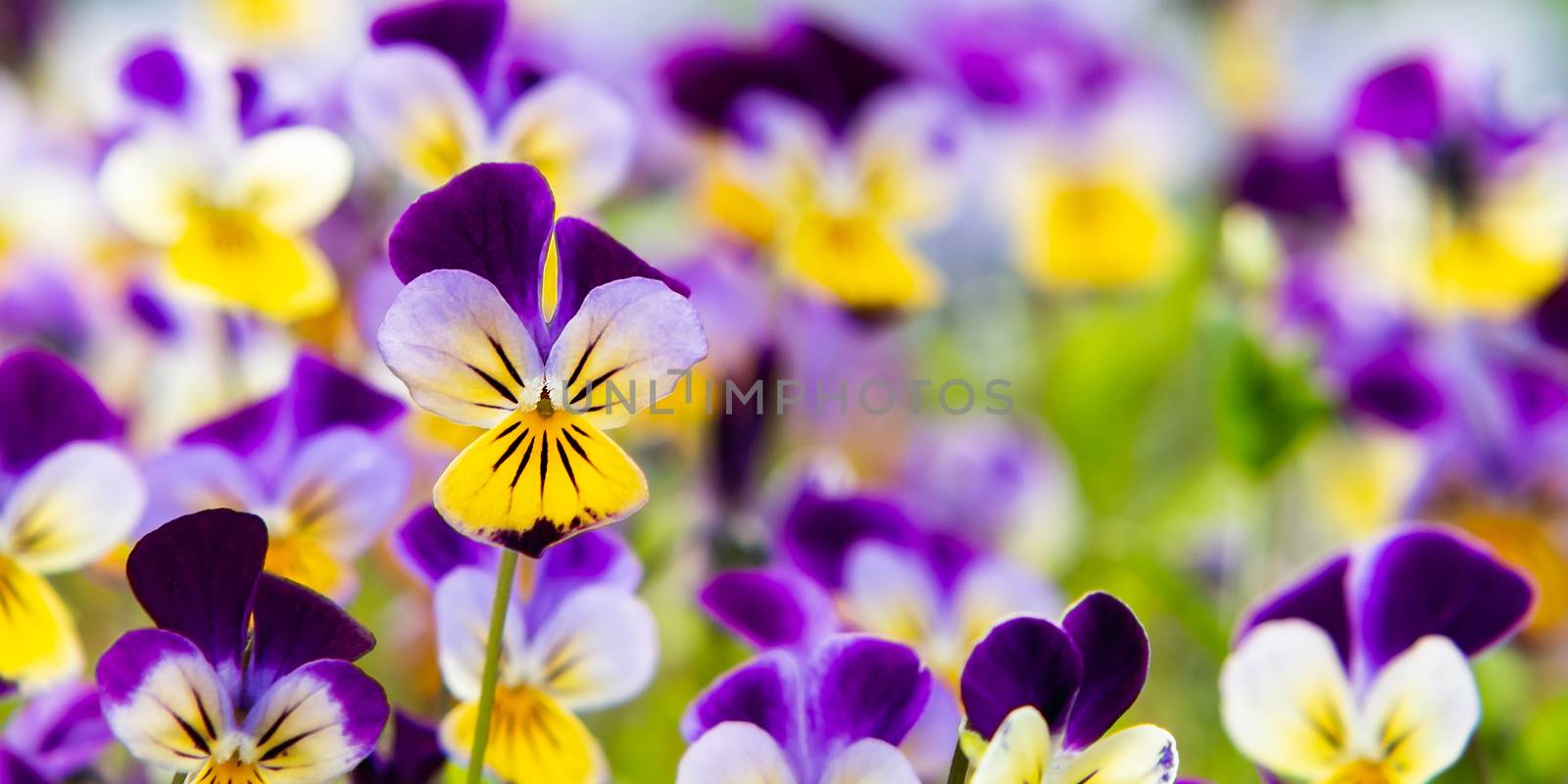 group of perennial yellow-violet Viola cornuta, known as horned pansy or horned violet.