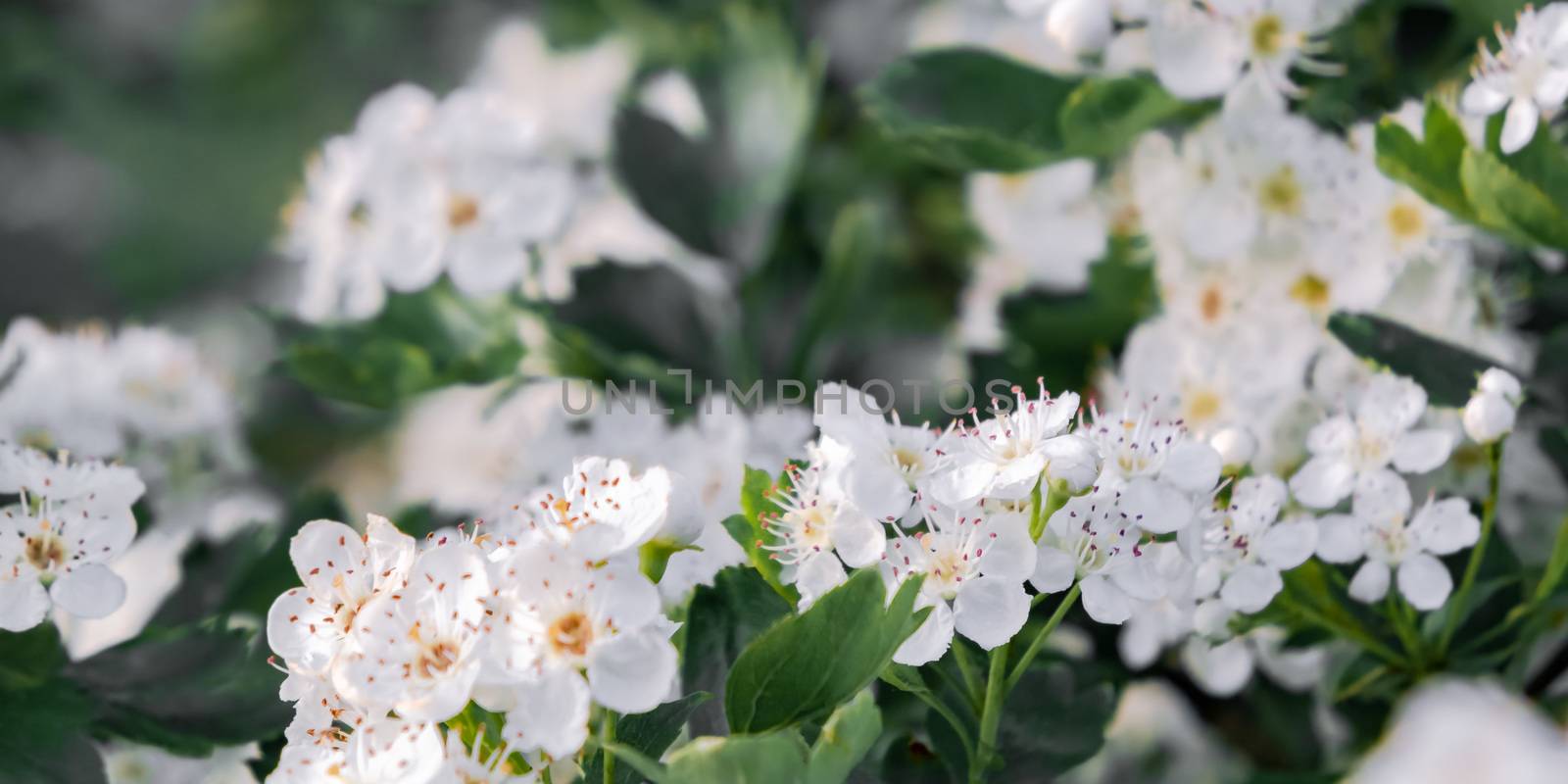 Delicate white flowers of hawthorn in the spring garden, close-up.