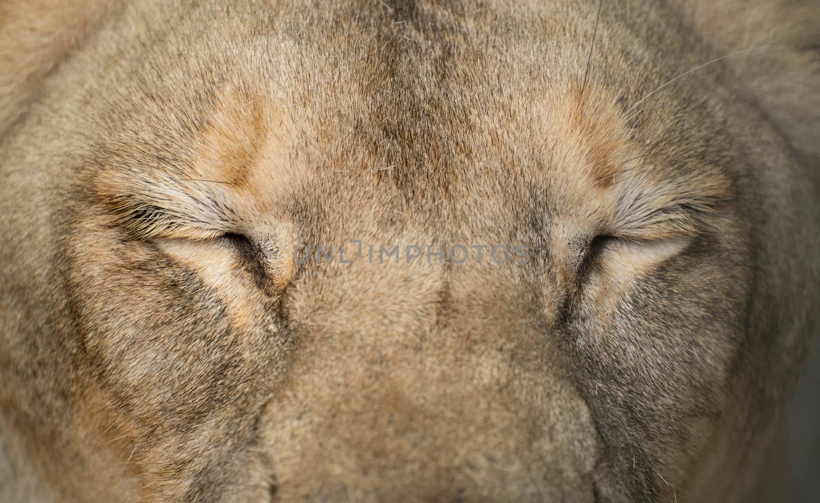 female lion eyes close up by anankkml