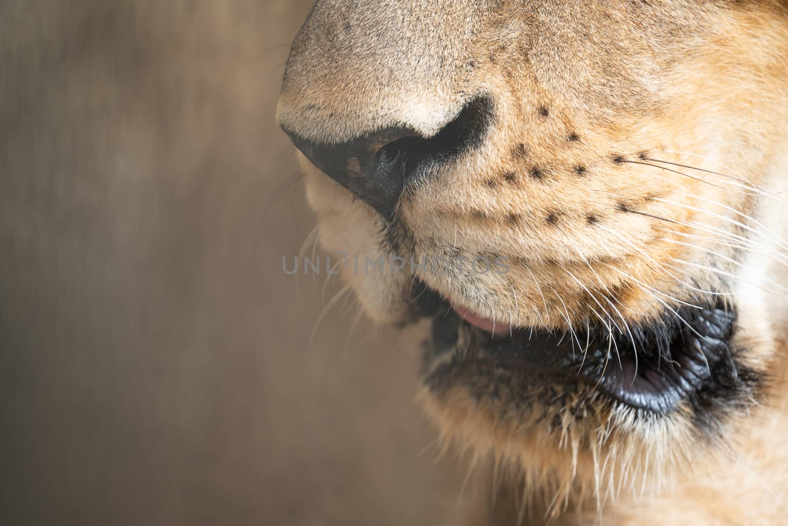 female african lion mouth close up by anankkml