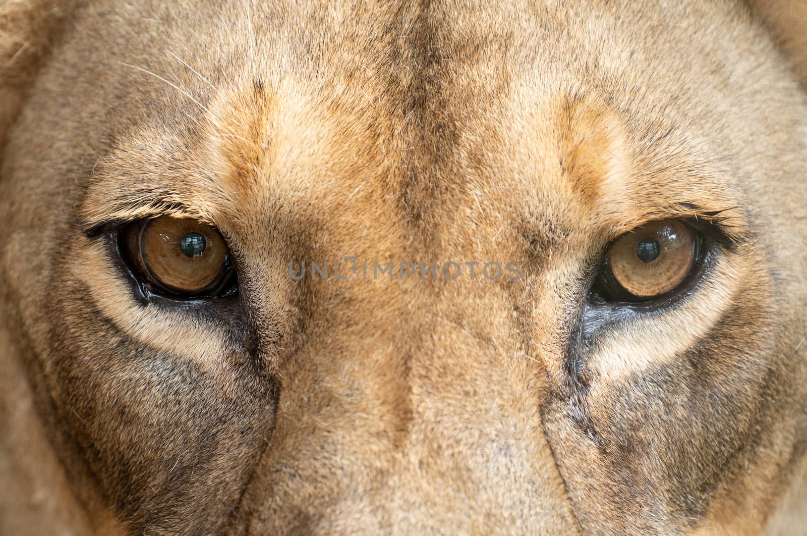 female lion eyes close up by anankkml