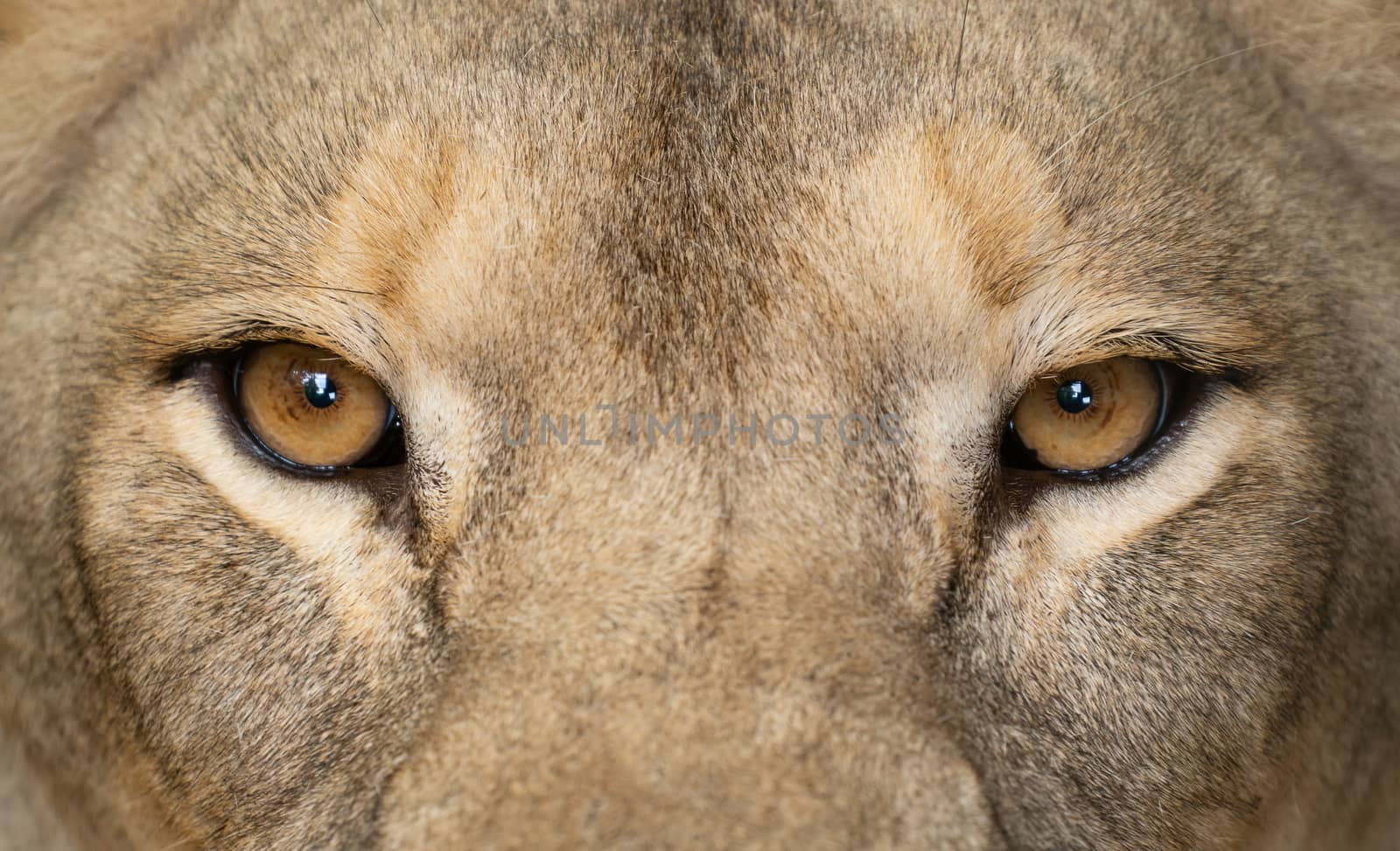 female lion eyes close up by anankkml