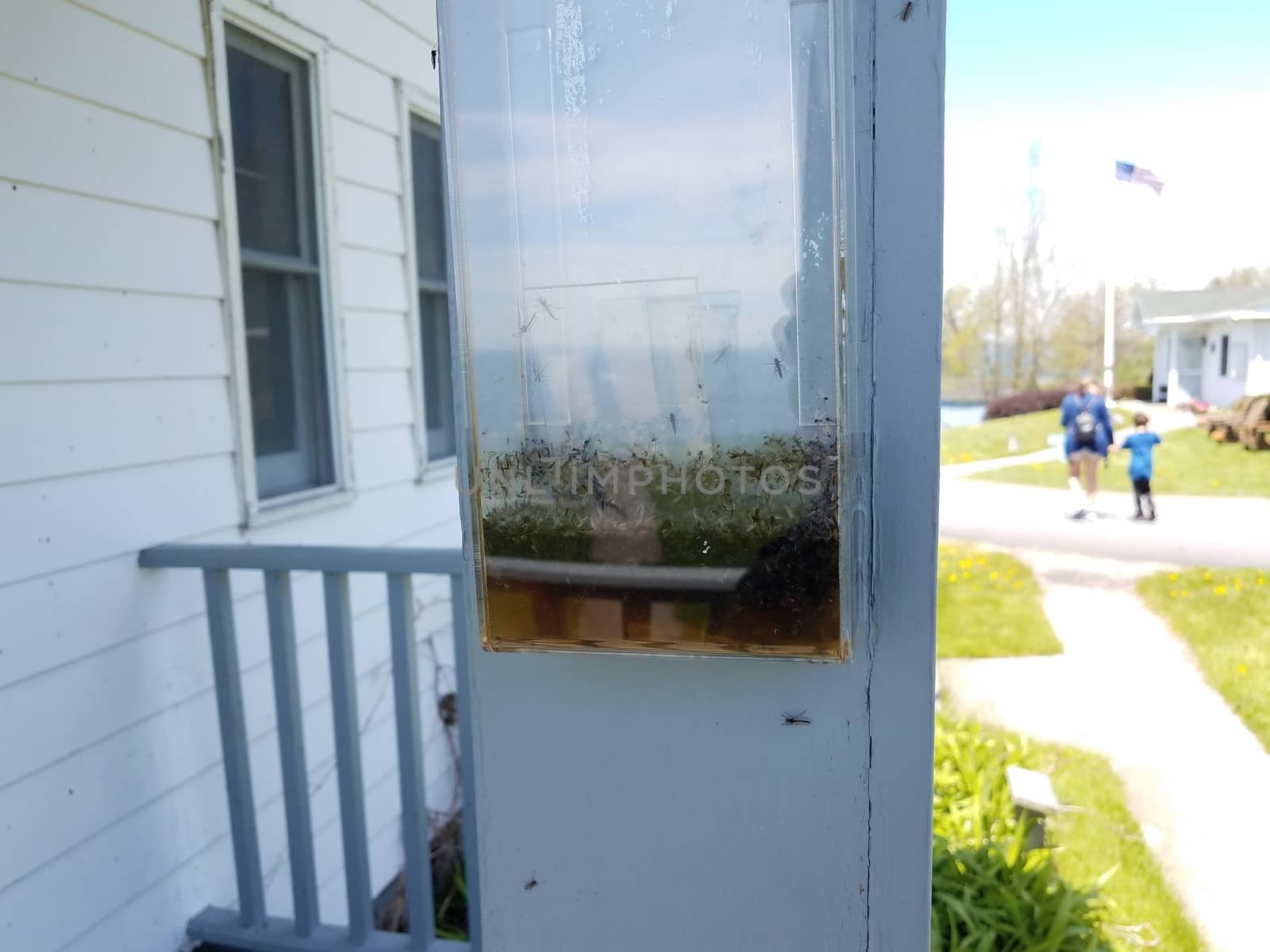 filled plastic mosquito or insect trap with liquid poison