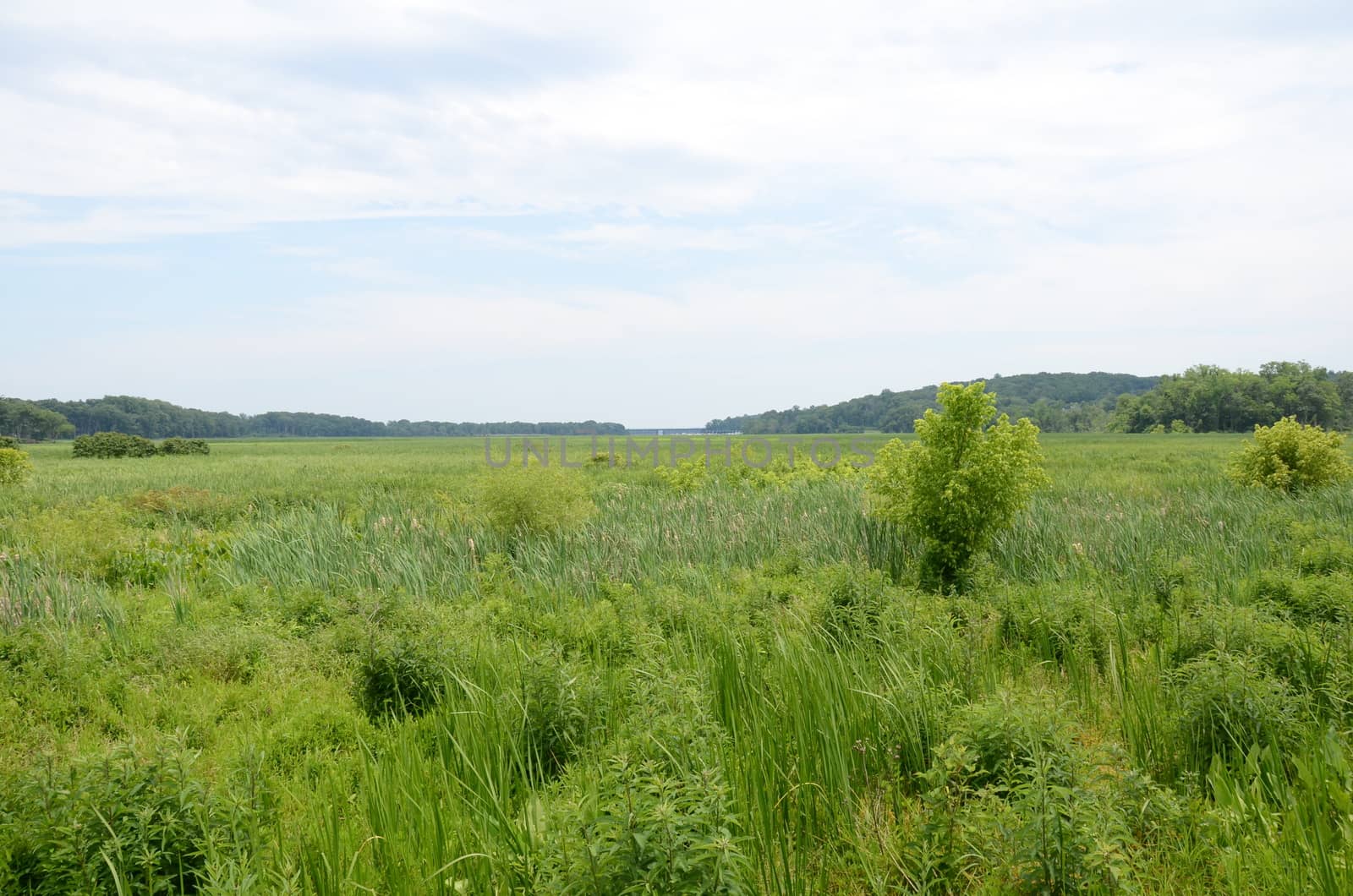 green grasses and plants in wetland or marsh environment with trees