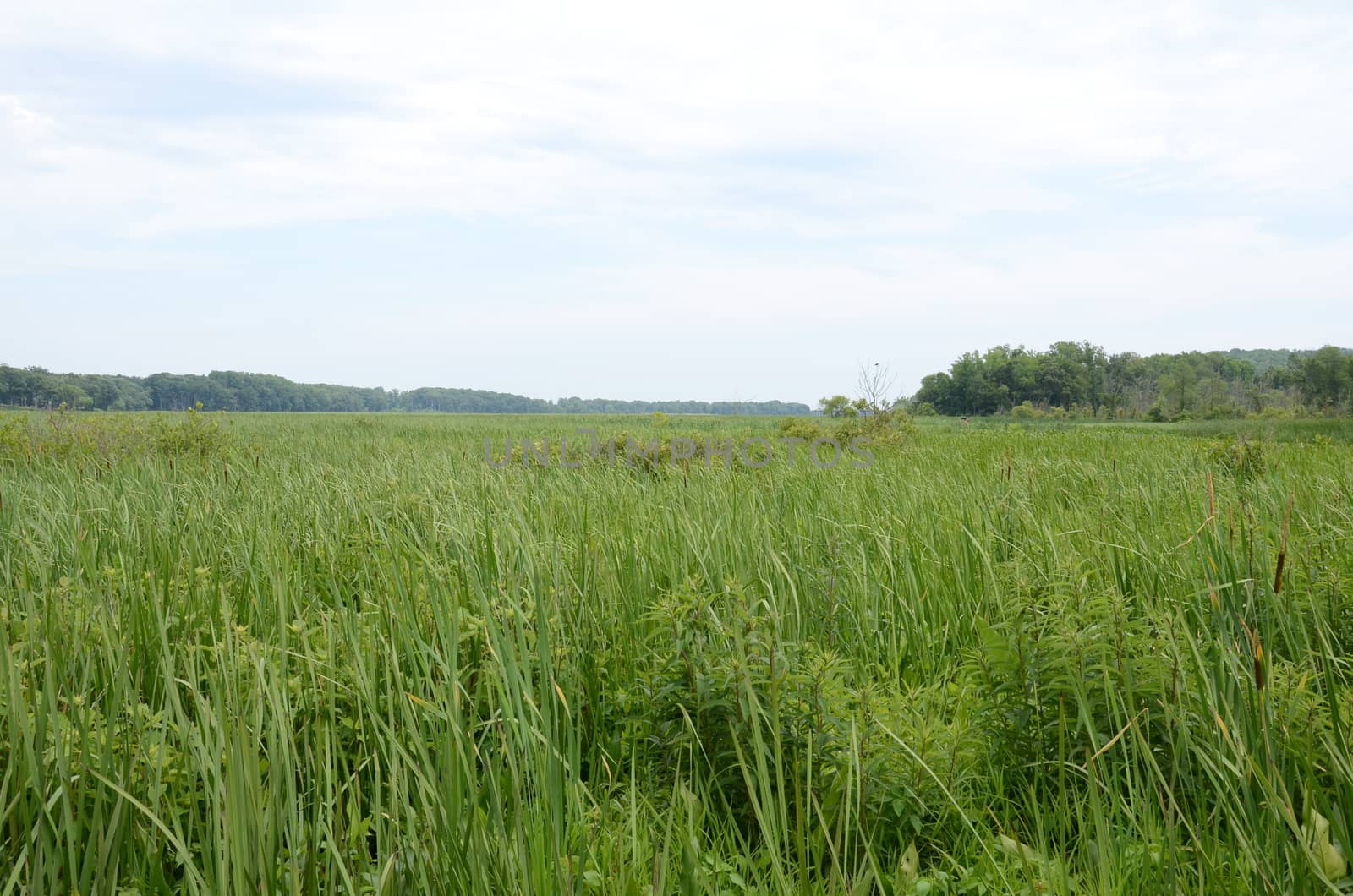 green grasses and plants in wetland or marsh environment with trees
