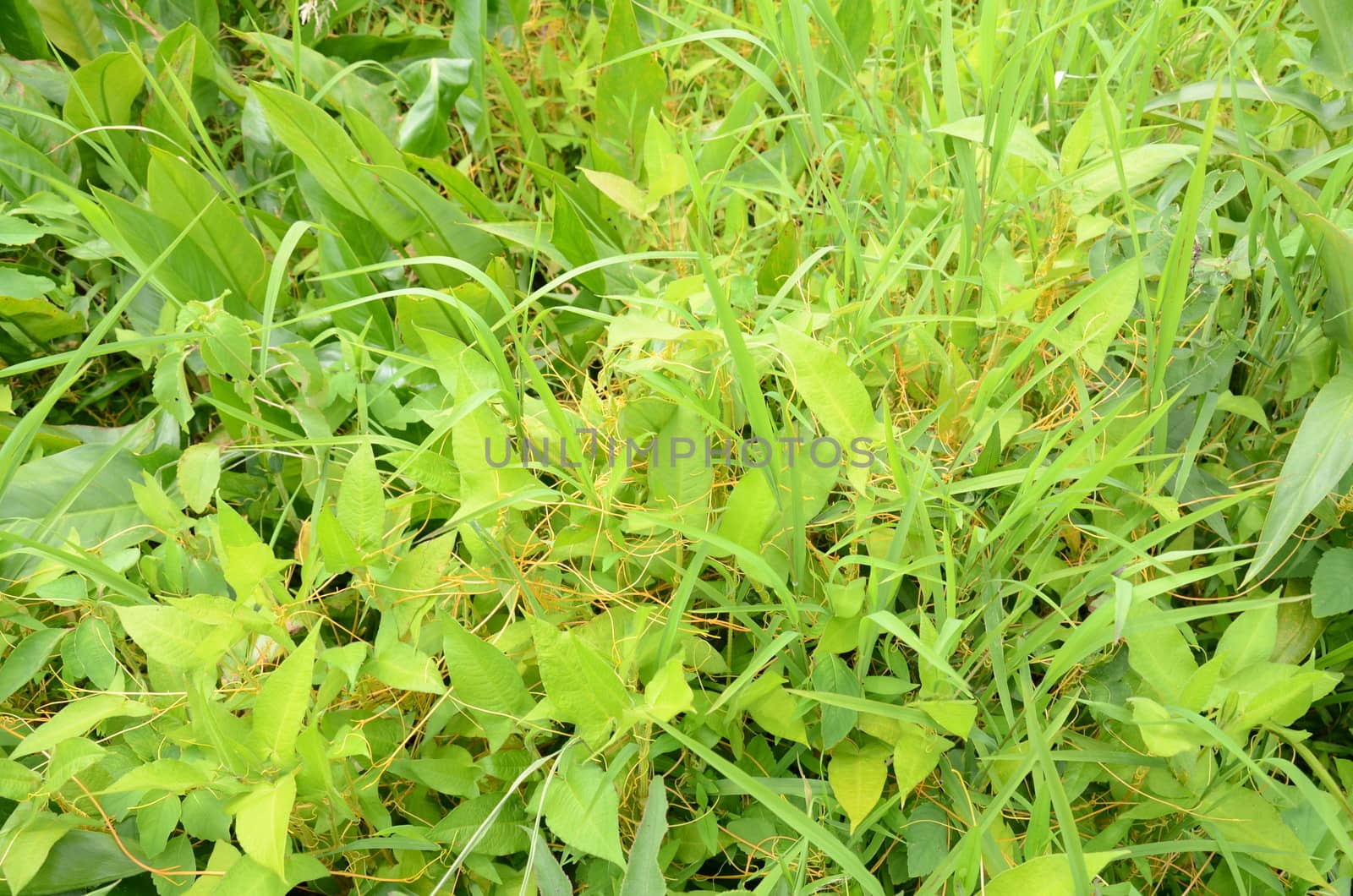 orange invasive weed or vine on green plants in wetland or swamp