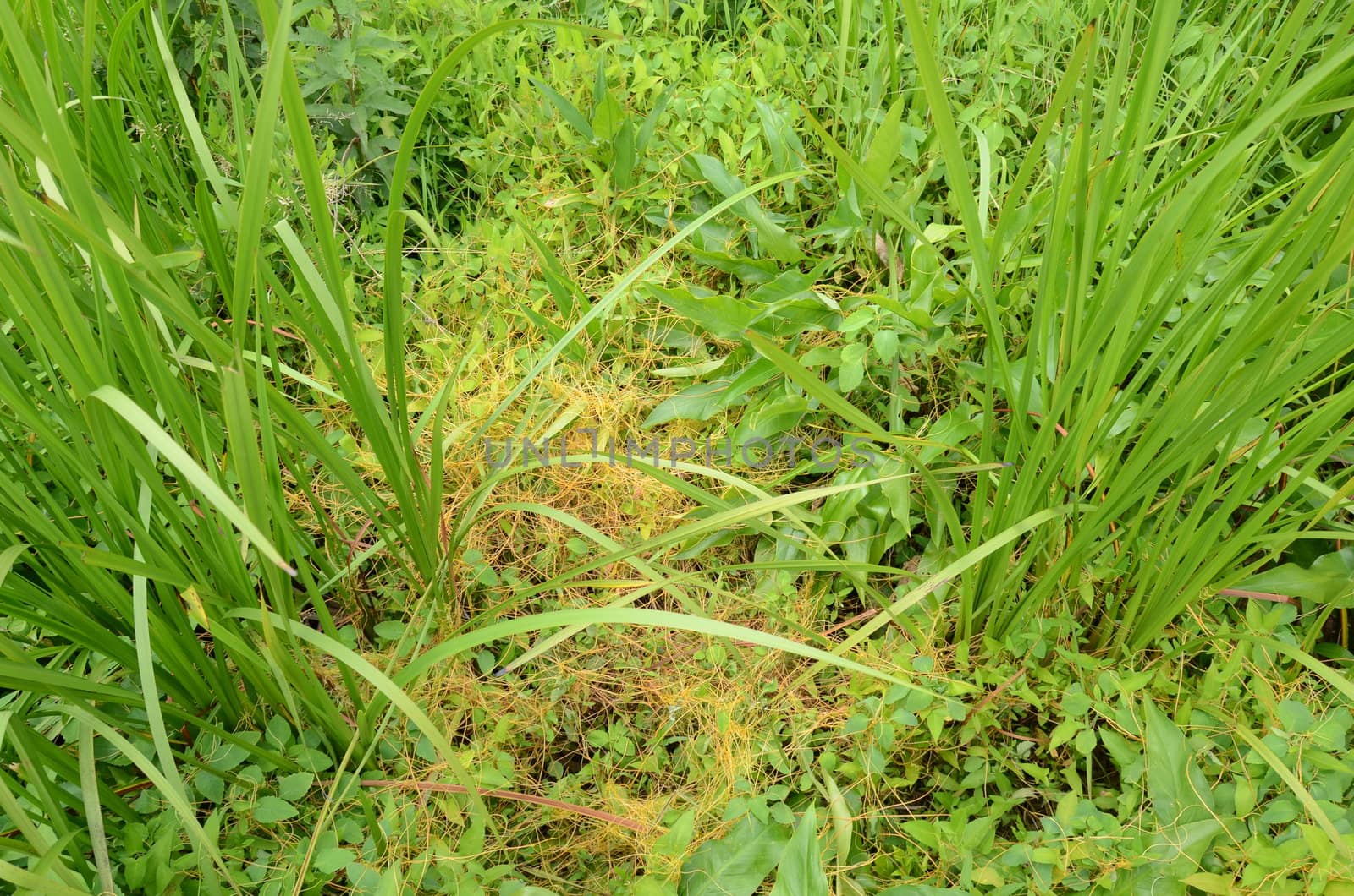 orange invasive weed or vine on green plants in wetland or swamp