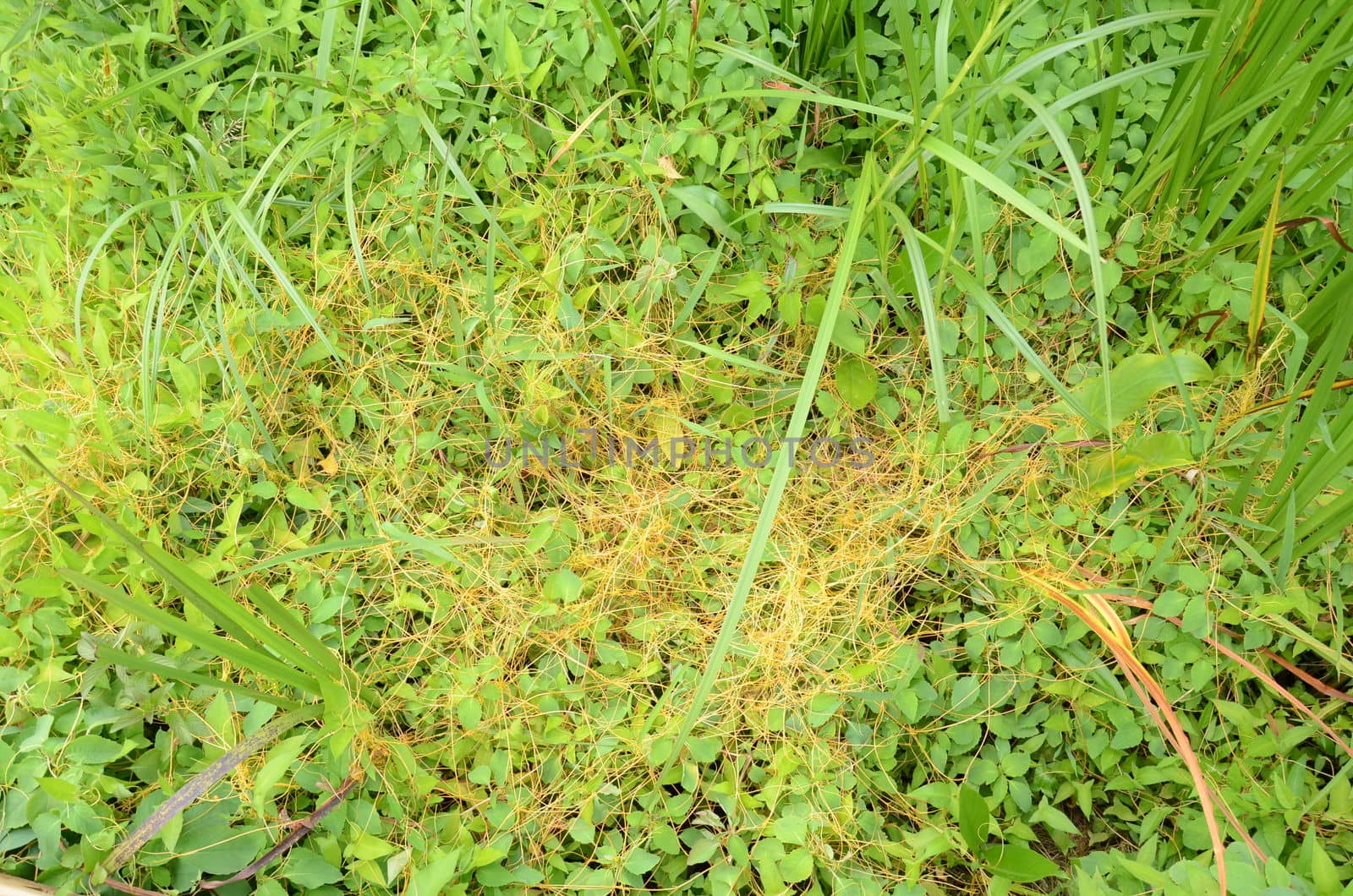 orange invasive weed or vine on green plants in wetland or swamp