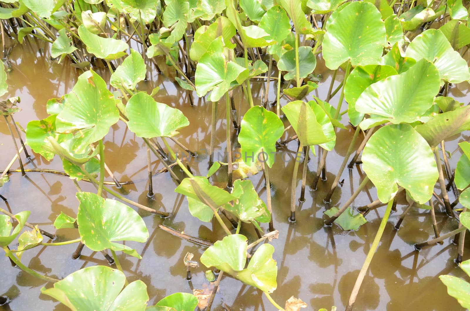 tiny turtle on leaf in murky or muddy water with green plants