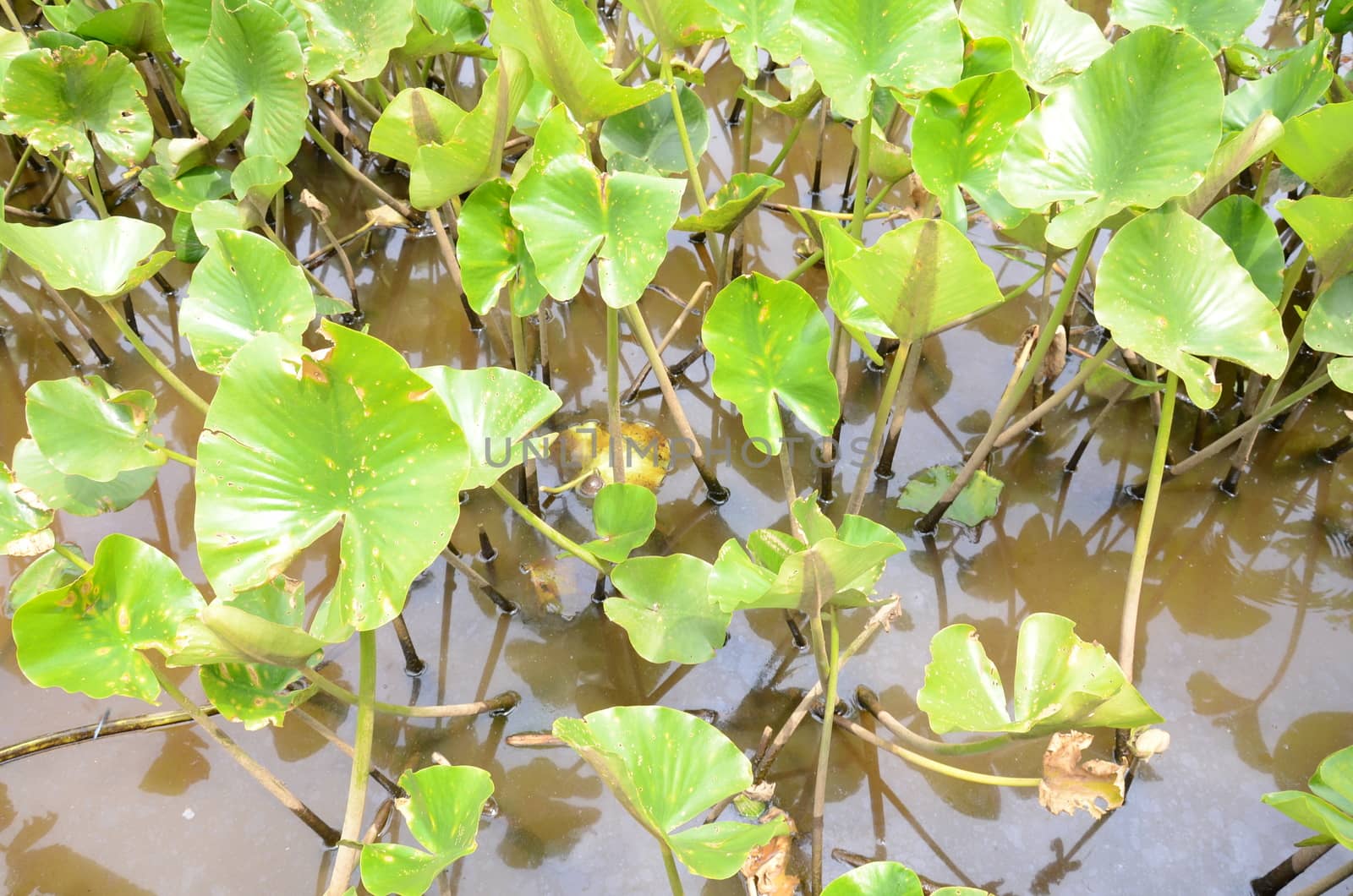 tiny turtle on leaf in murky water with green plants by stockphotofan1