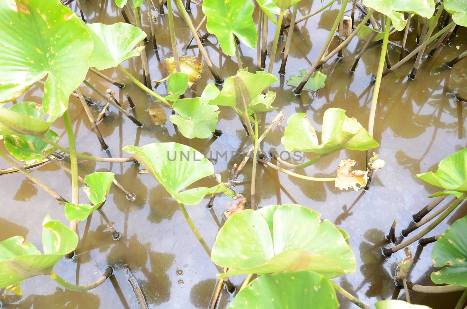 tiny turtle on leaf in murky or muddy water with green plants