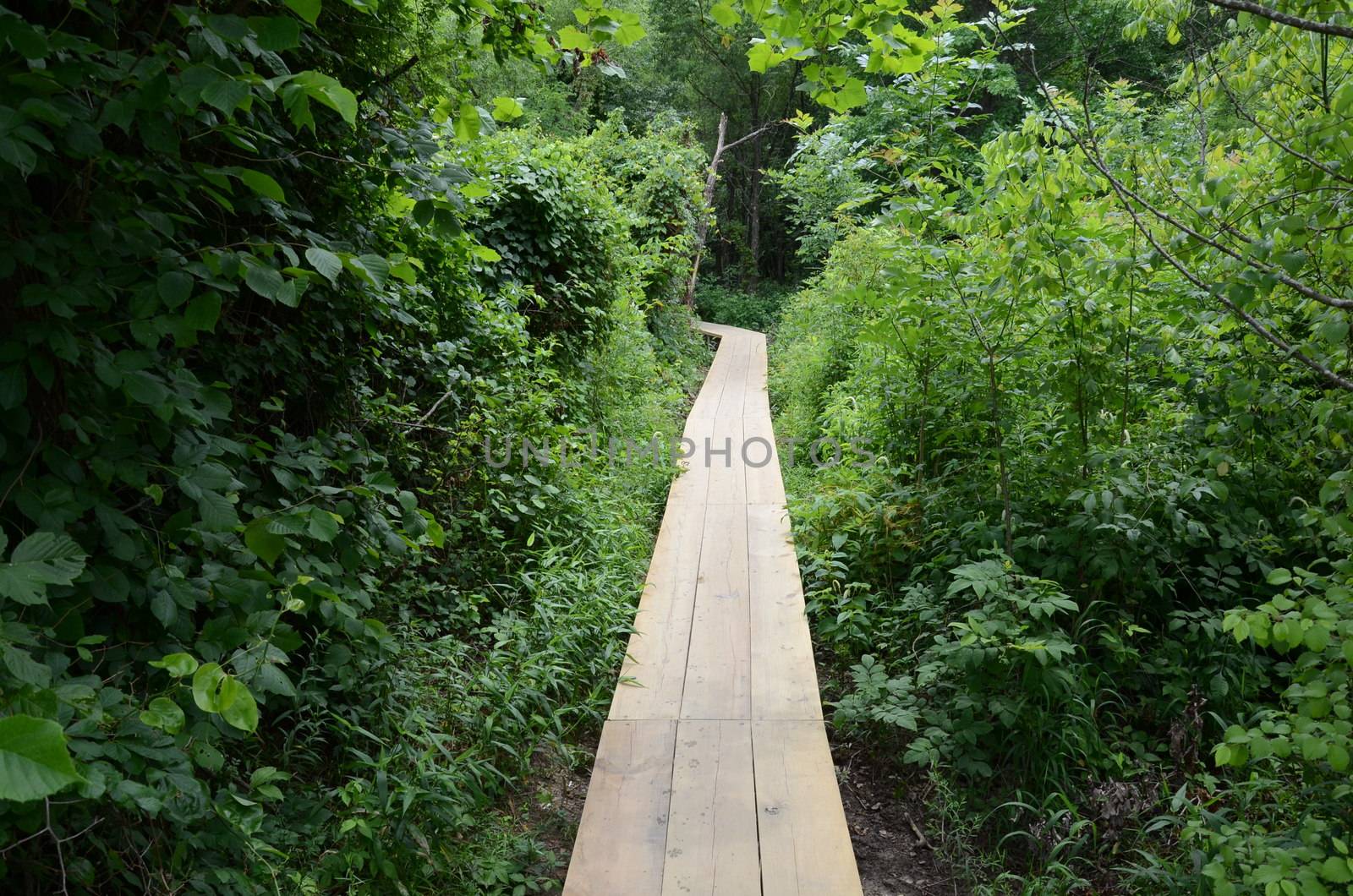 wooden boardwalk or path with wet paw prints and trees in the forest