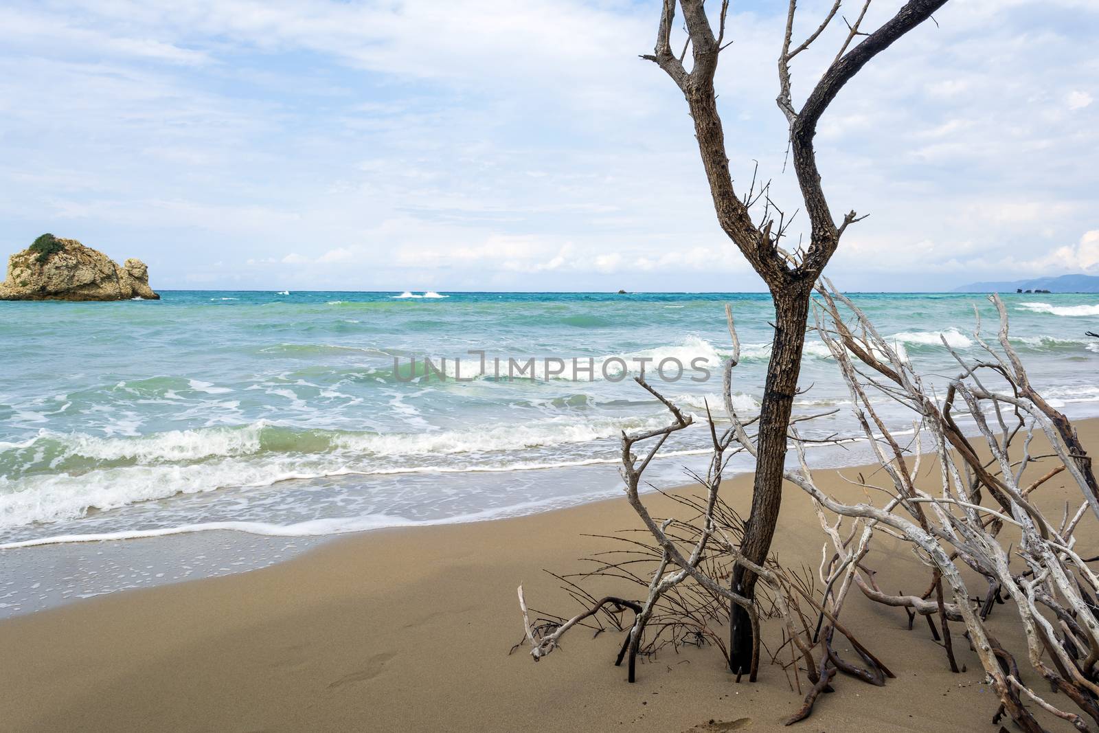 A lonely tree at Prasoudi Beach in the island of Corfu, Greece by ankarb