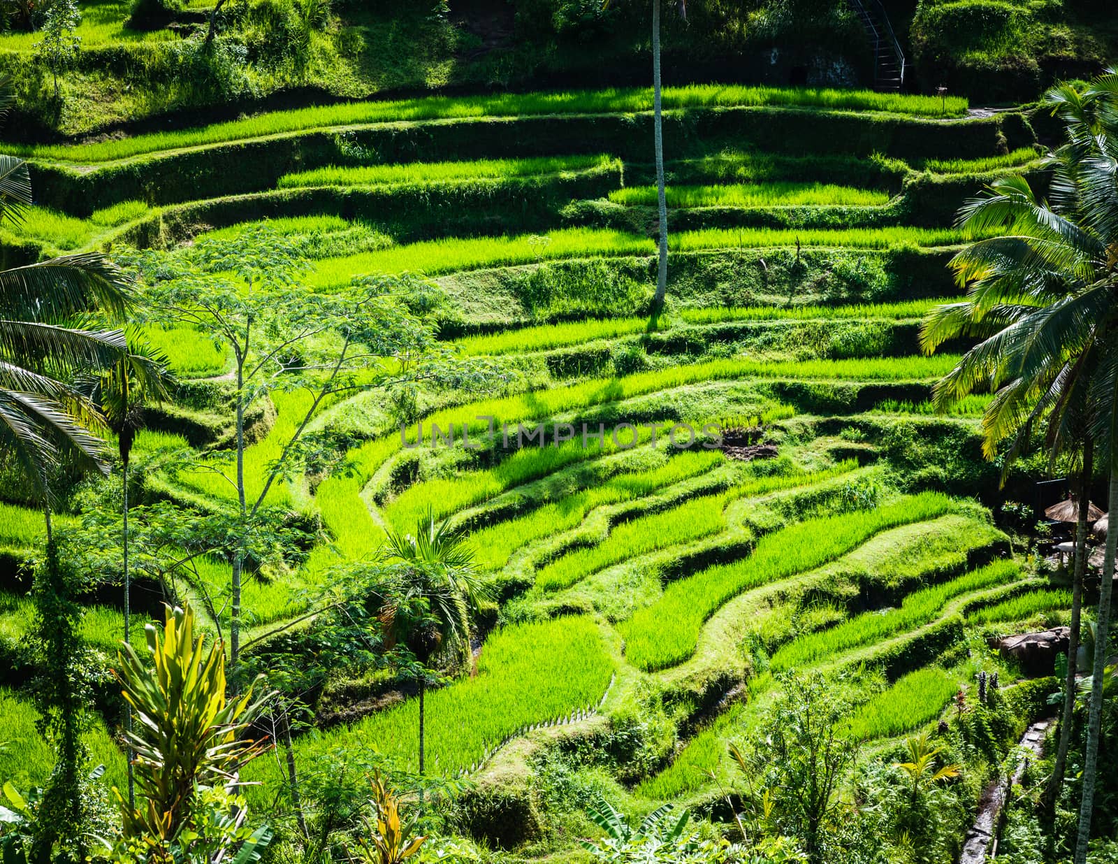 Tegalalang rice terraces in Bali, Indonesia by dutourdumonde