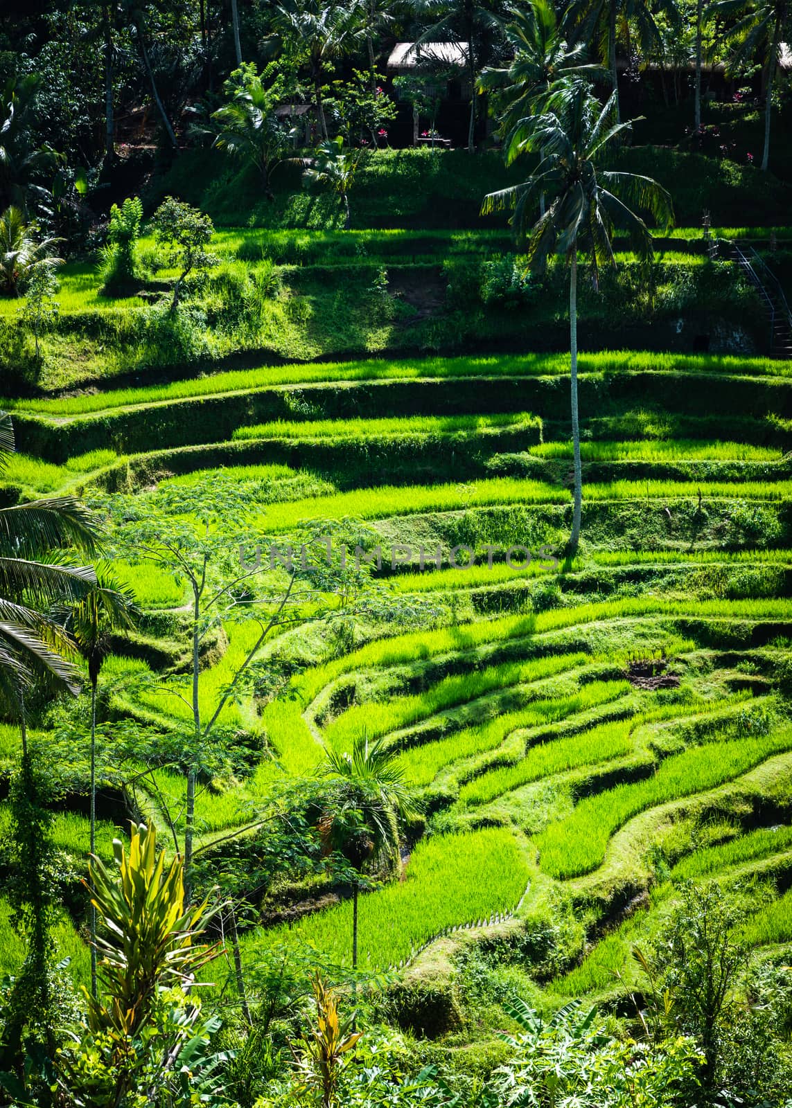 Tegalalang rice terraces in Bali, Indonesia by dutourdumonde