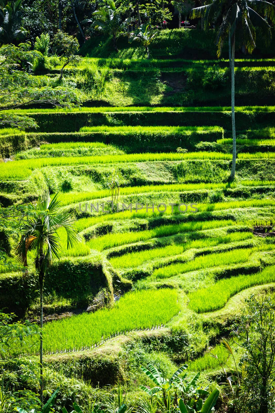 Tegalalang rice terraces in Bali, Indonesia by dutourdumonde