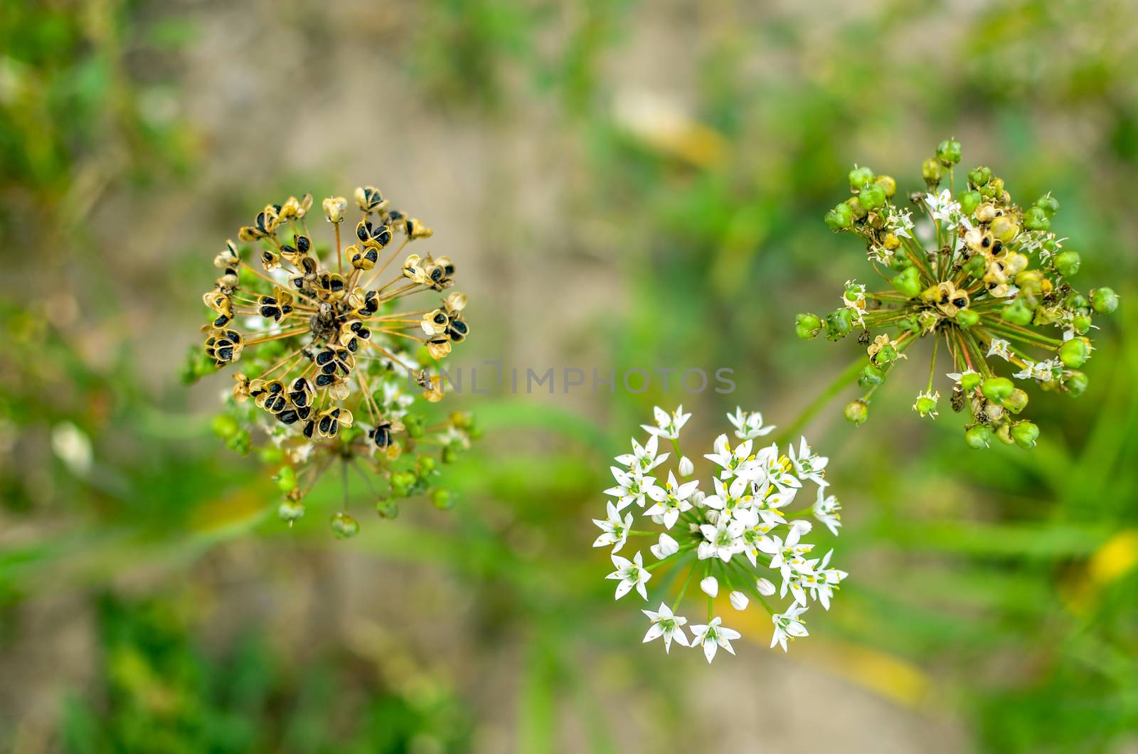 Dry garlic flower head, blooming and raw at nature horizontal