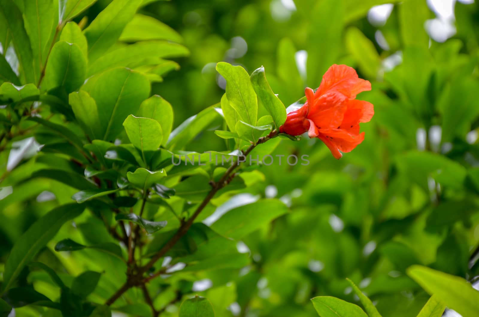 Pomegranate flowers and green leaves in nature