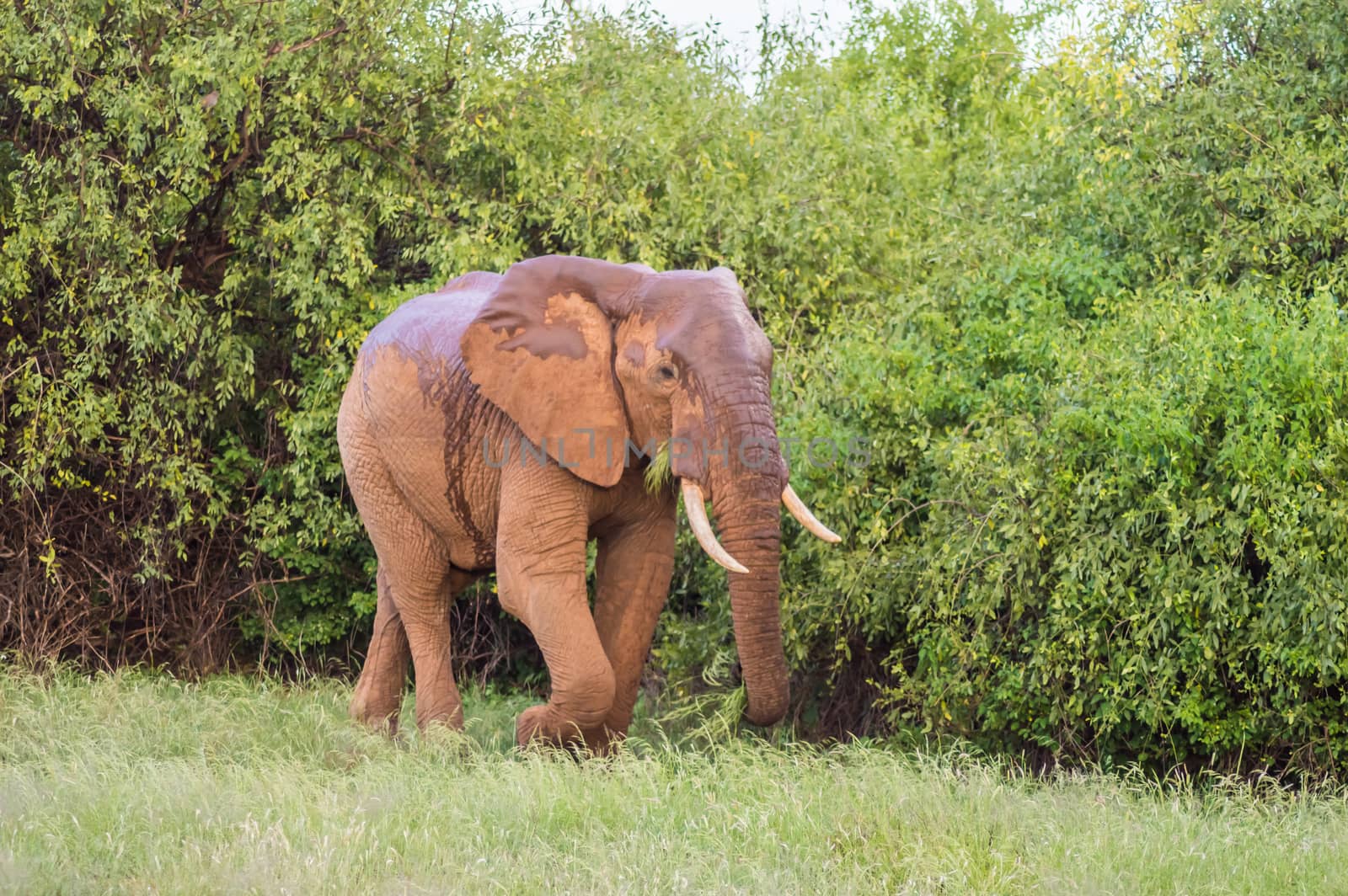 An old elephant in the savannah of Samburu  by Philou1000