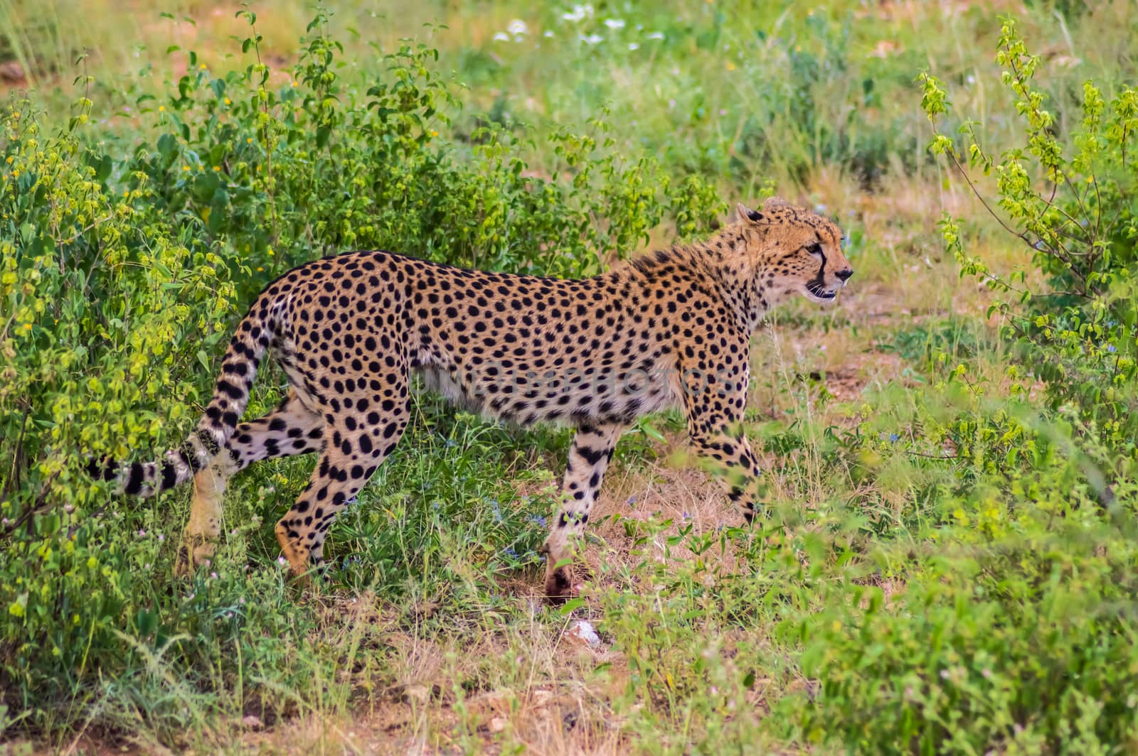 A leopard walking in the forest in Samburu Park in central Kenya