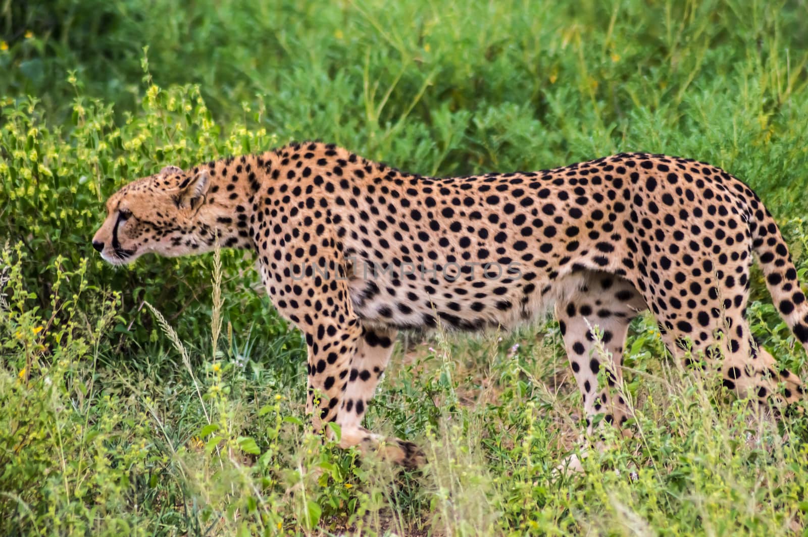 A leopard walking in the forest in Samburu Park in central Kenya