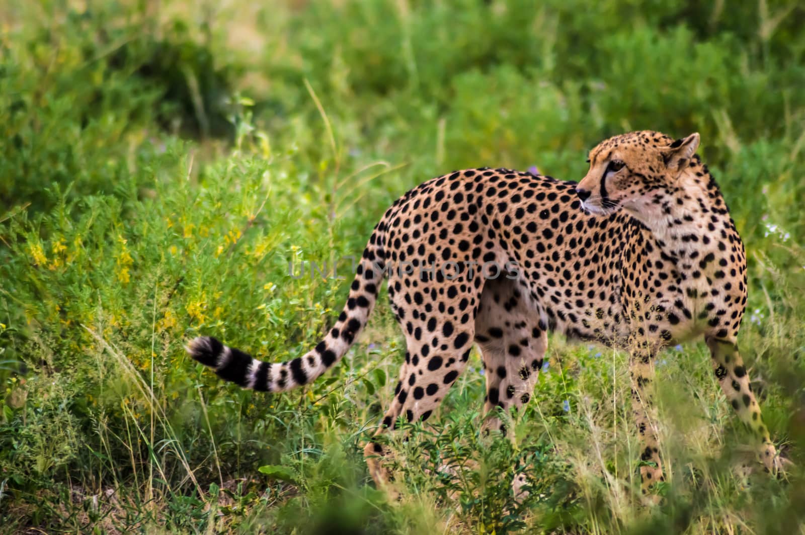 A leopard walking in the forest in Samburu Park in central Kenya