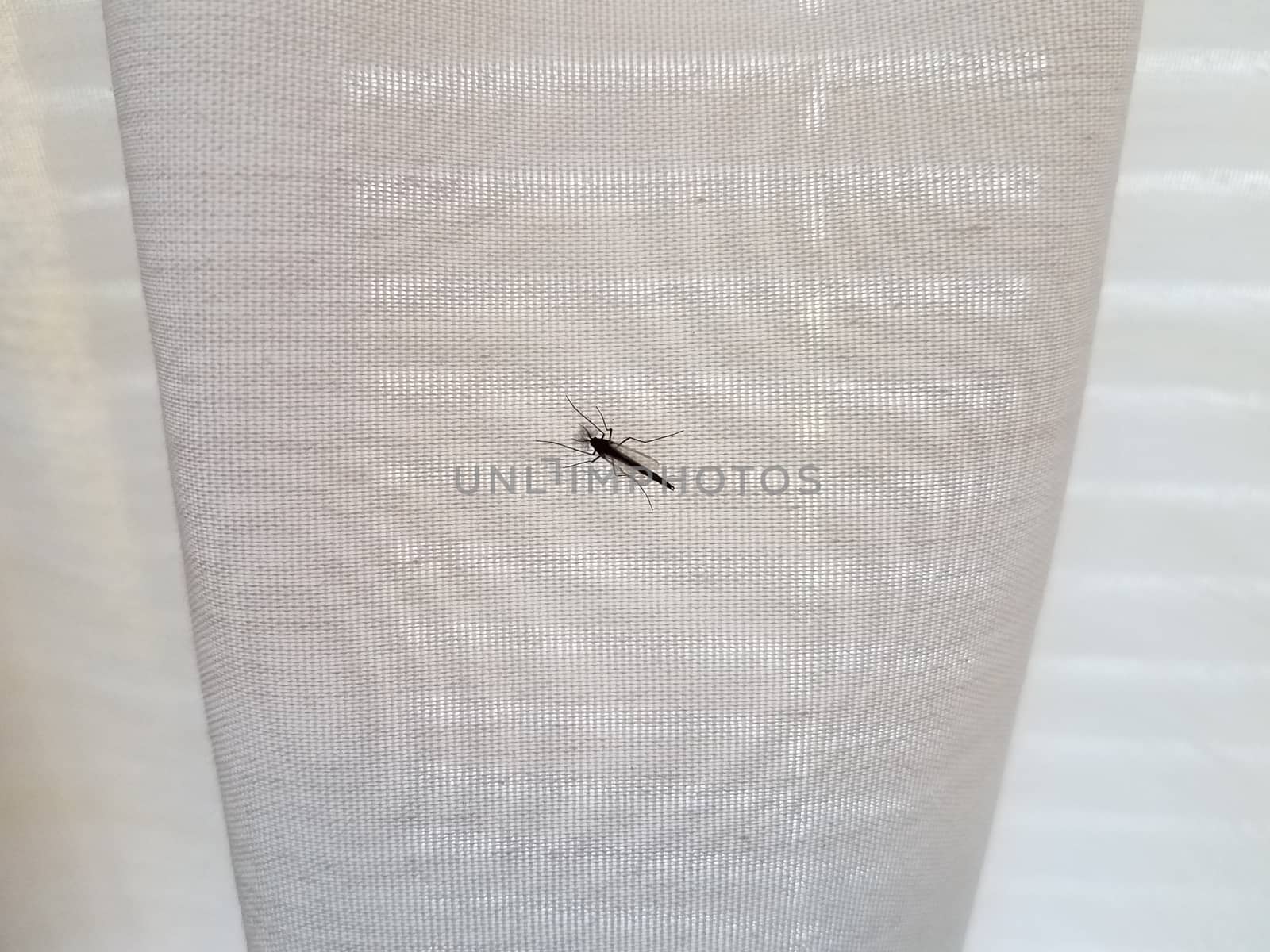 mosquito insect pest on white cloth fabric or curtain