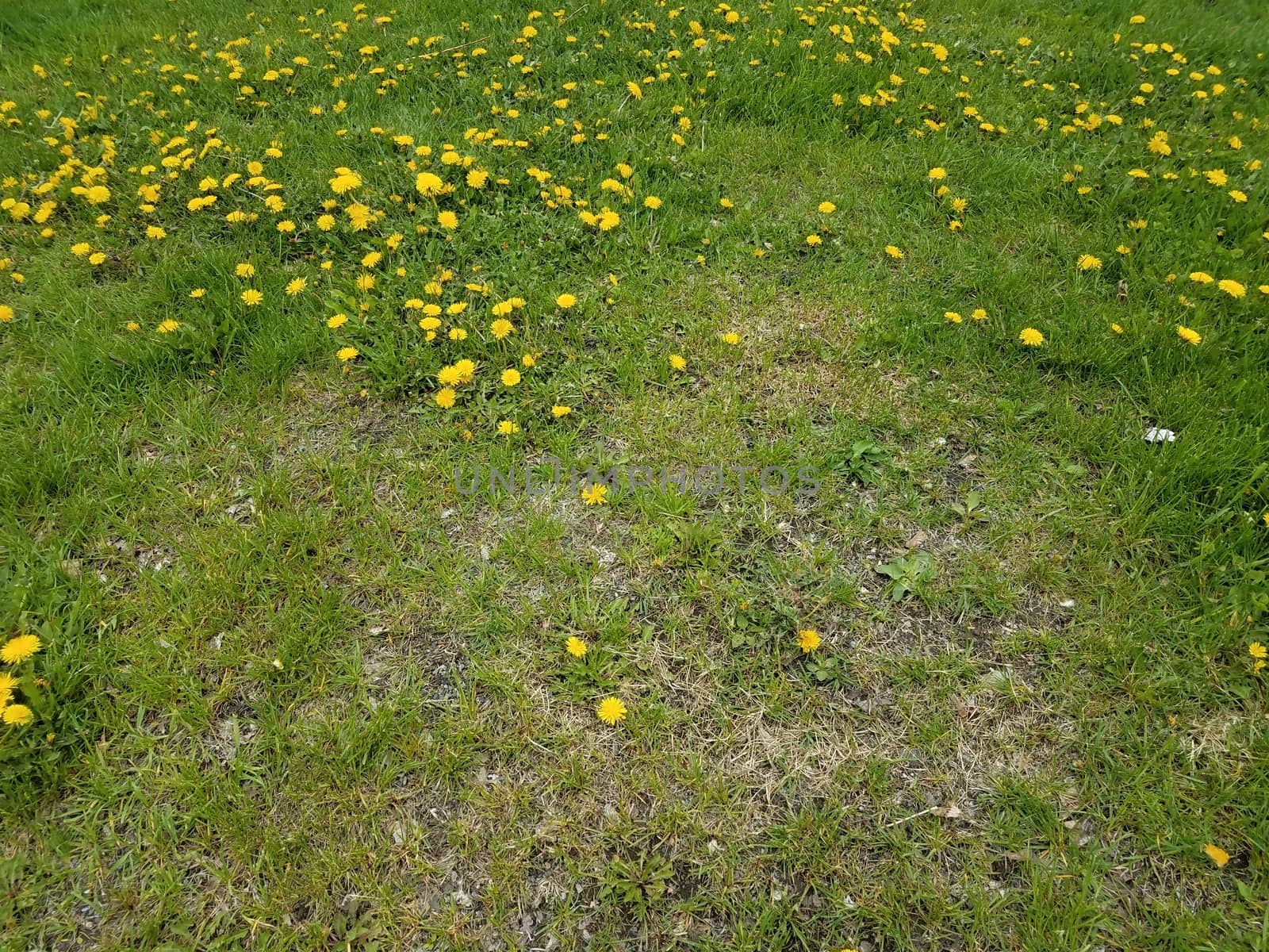 yellow dandelion weeds in green grass or lawn or yard