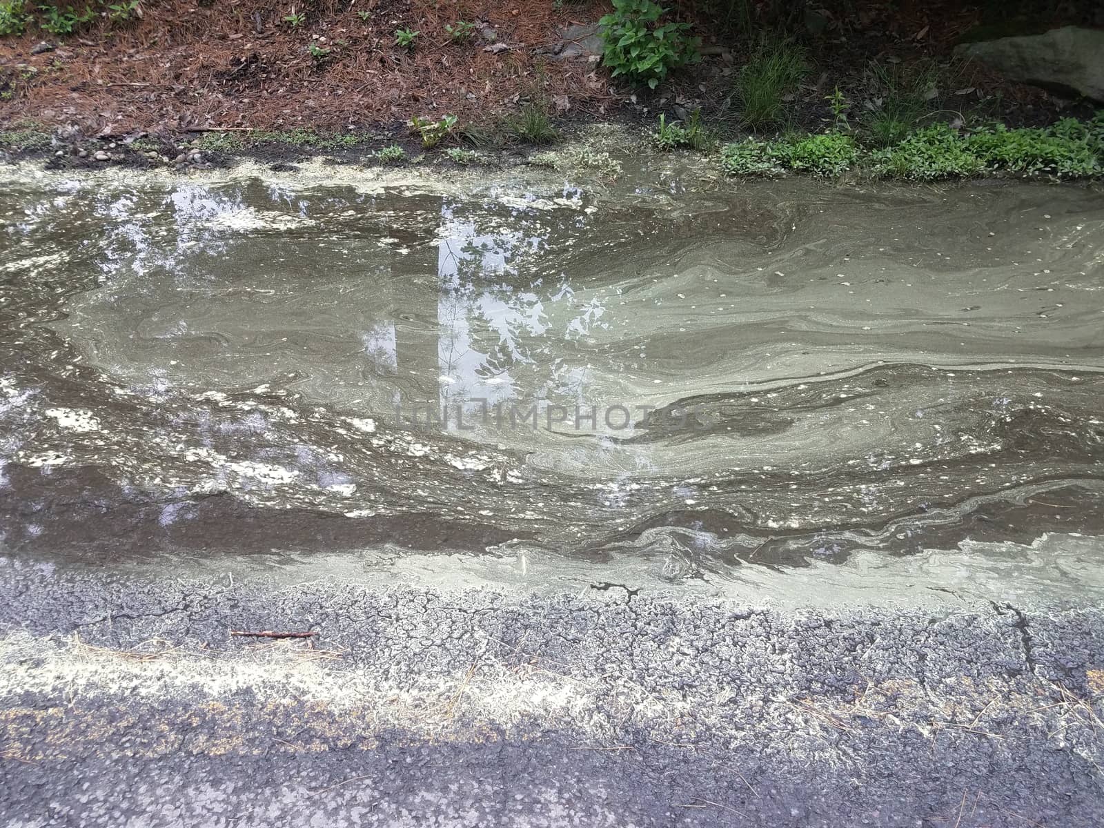 big water puddle and asphalt with yellow pollen floating in it