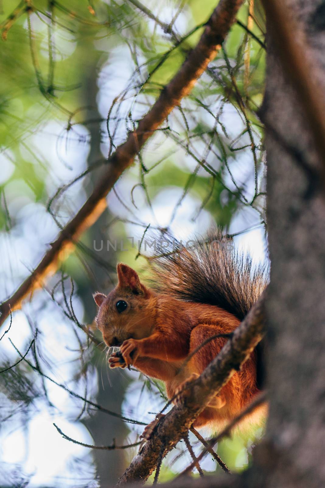 Red squirrel eats nuts and sits on branch in a pine forest.