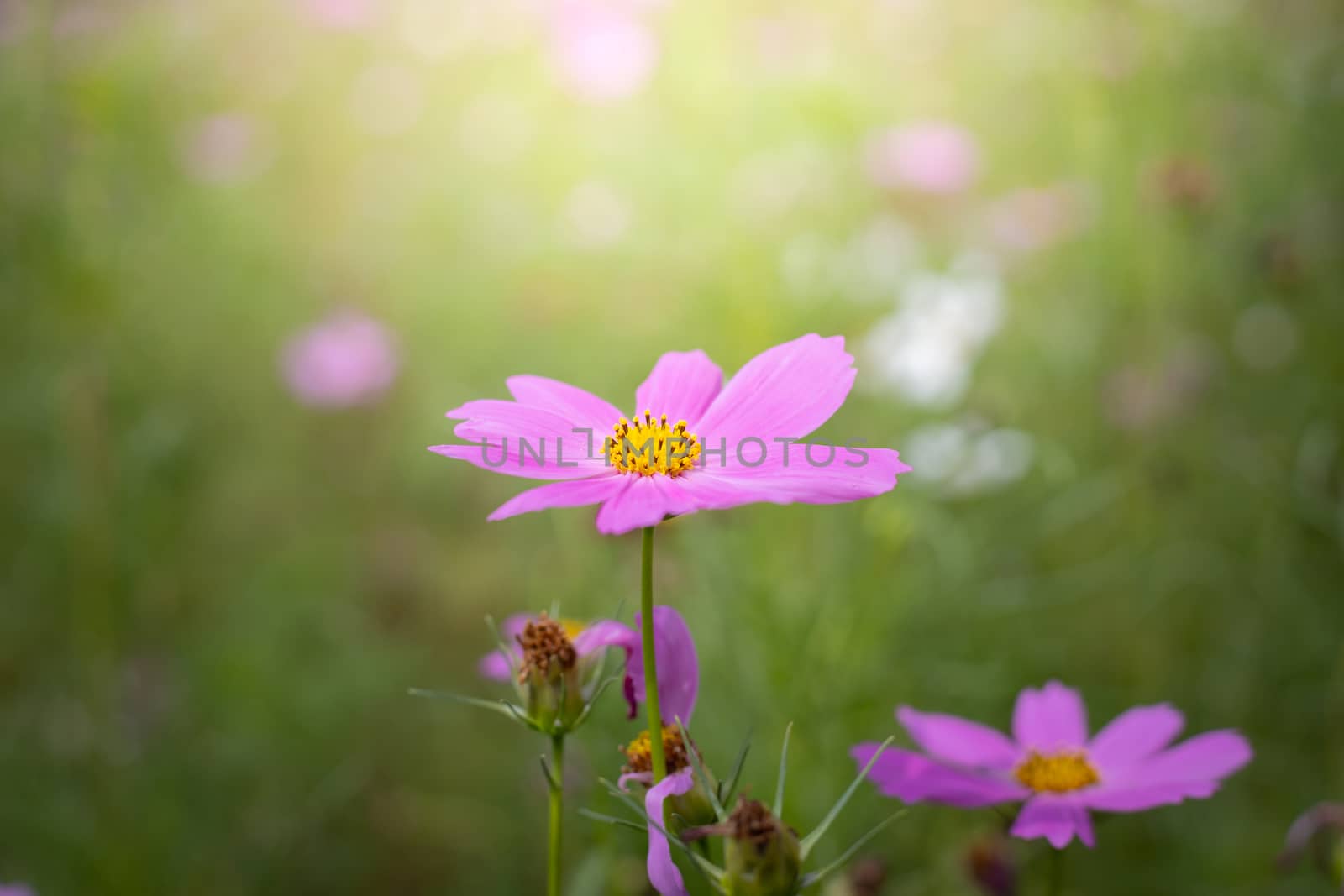 The background image of the colorful flowers, background nature