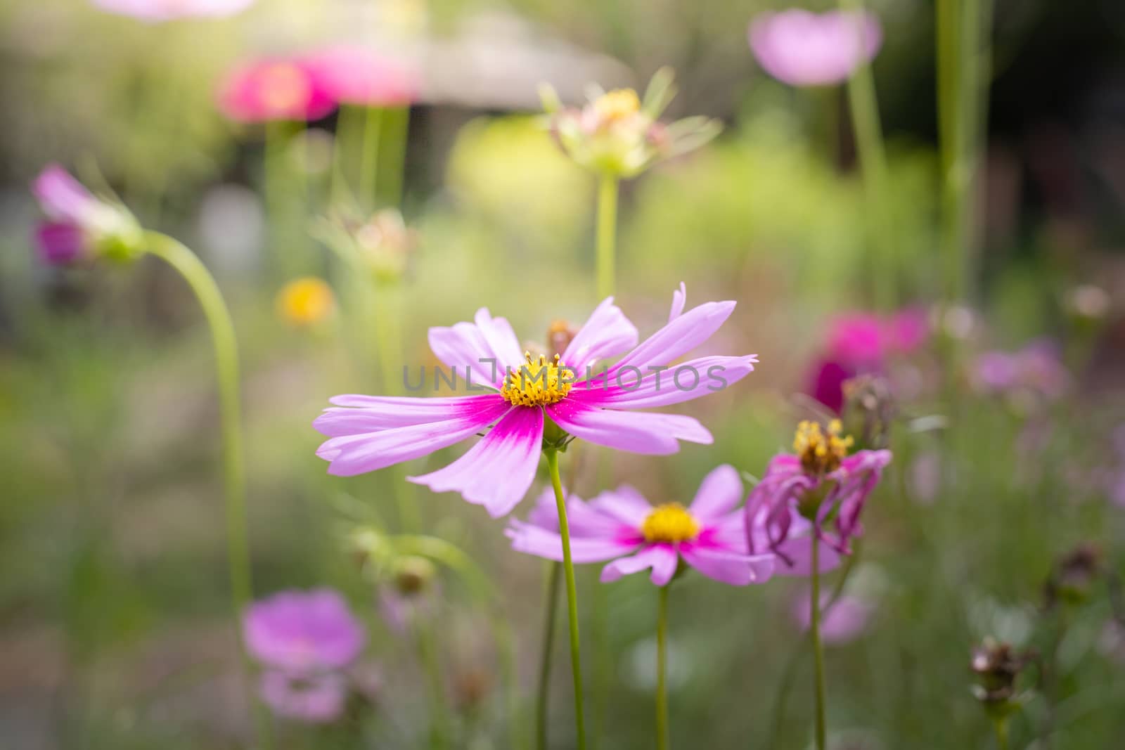 The background image of the colorful flowers, background nature