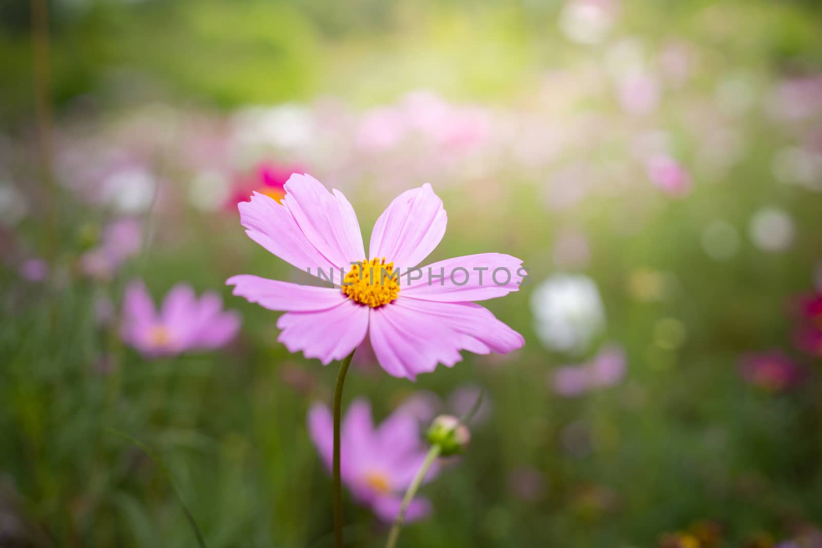 The background image of the colorful flowers, background nature