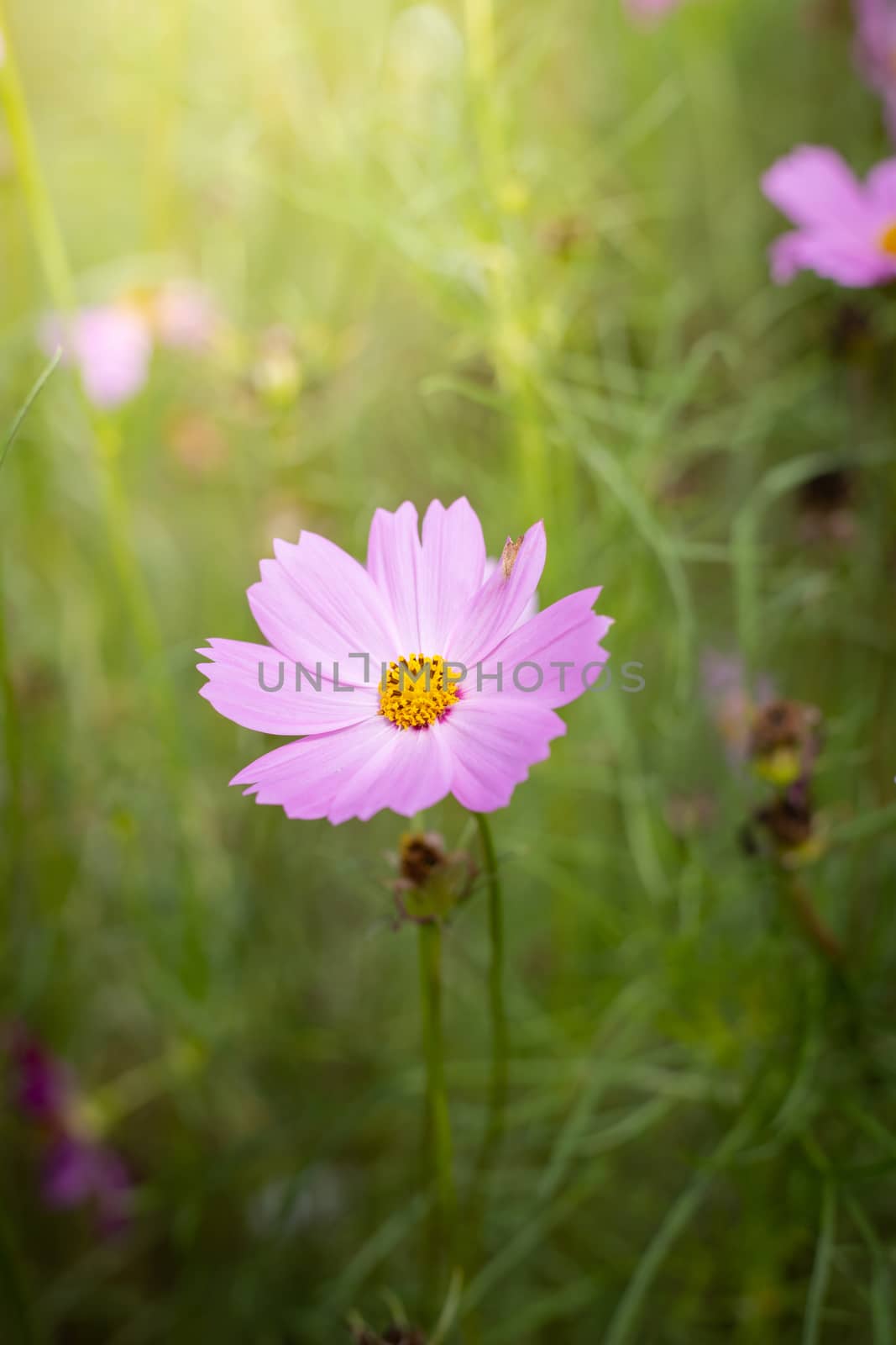The background image of the colorful flowers, background nature