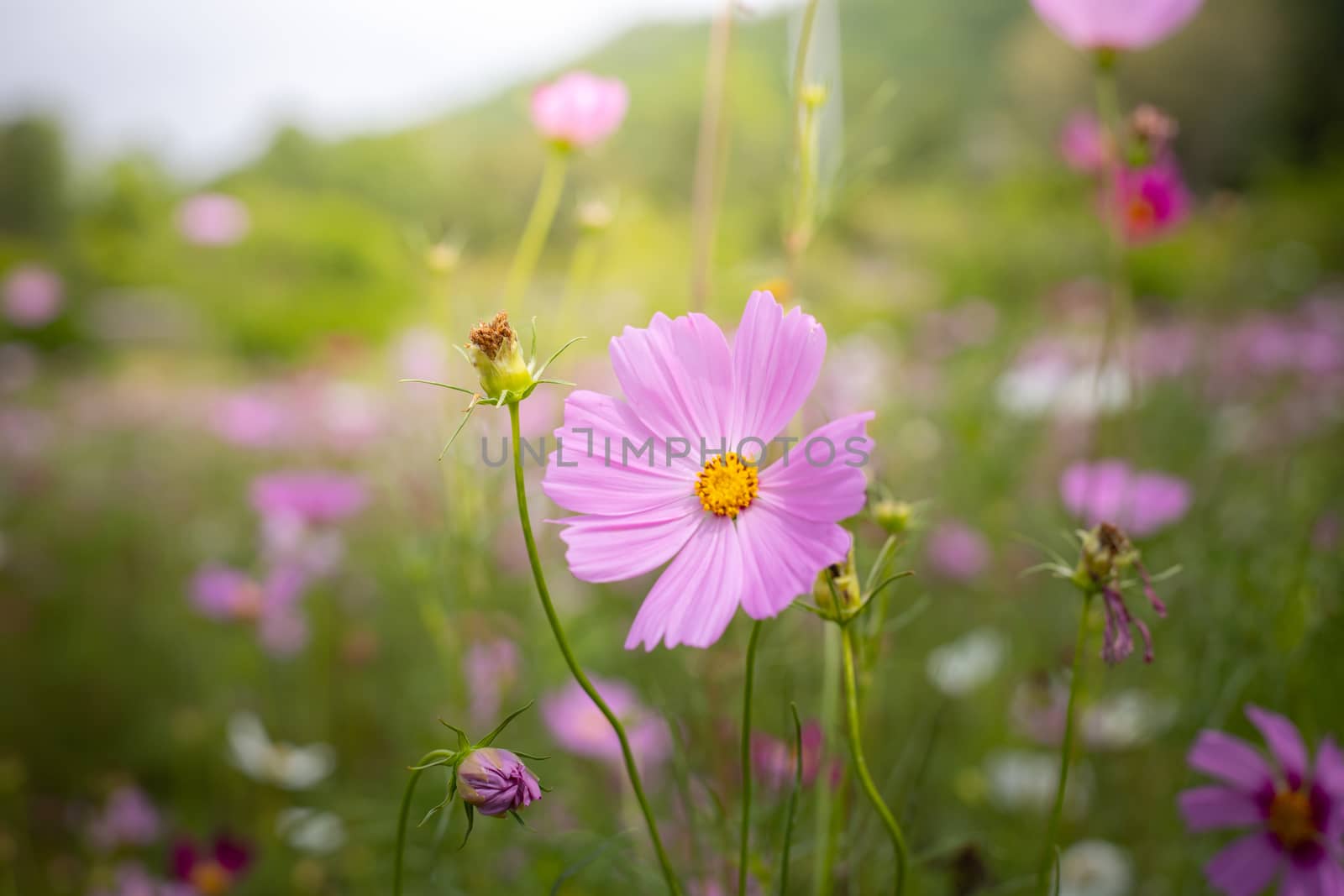 The background image of the colorful flowers, background nature