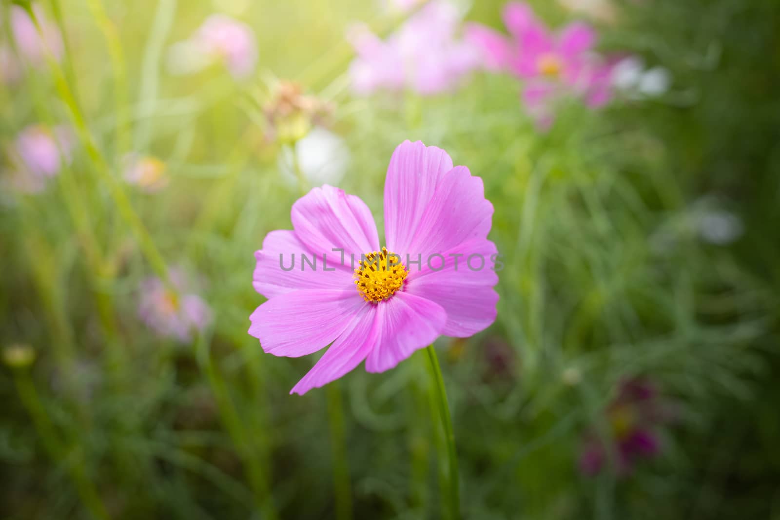 The background image of the colorful flowers, background nature
