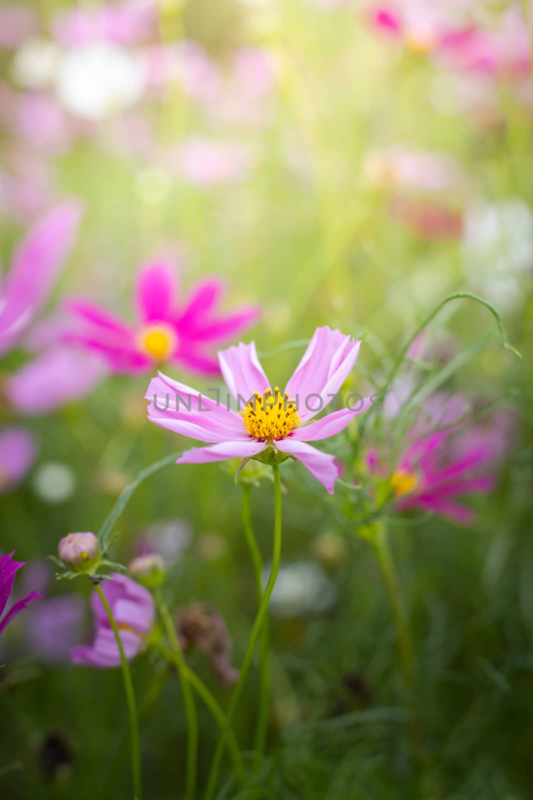 The background image of the colorful flowers, background nature