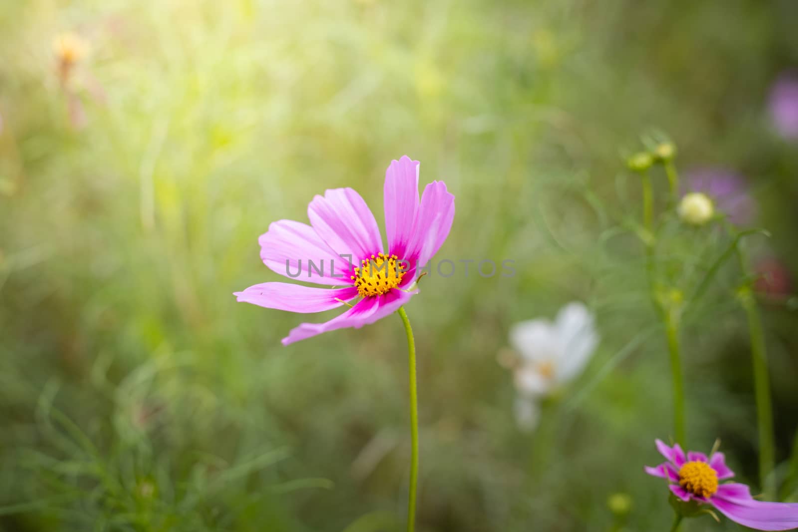 The background image of the colorful flowers, background nature
