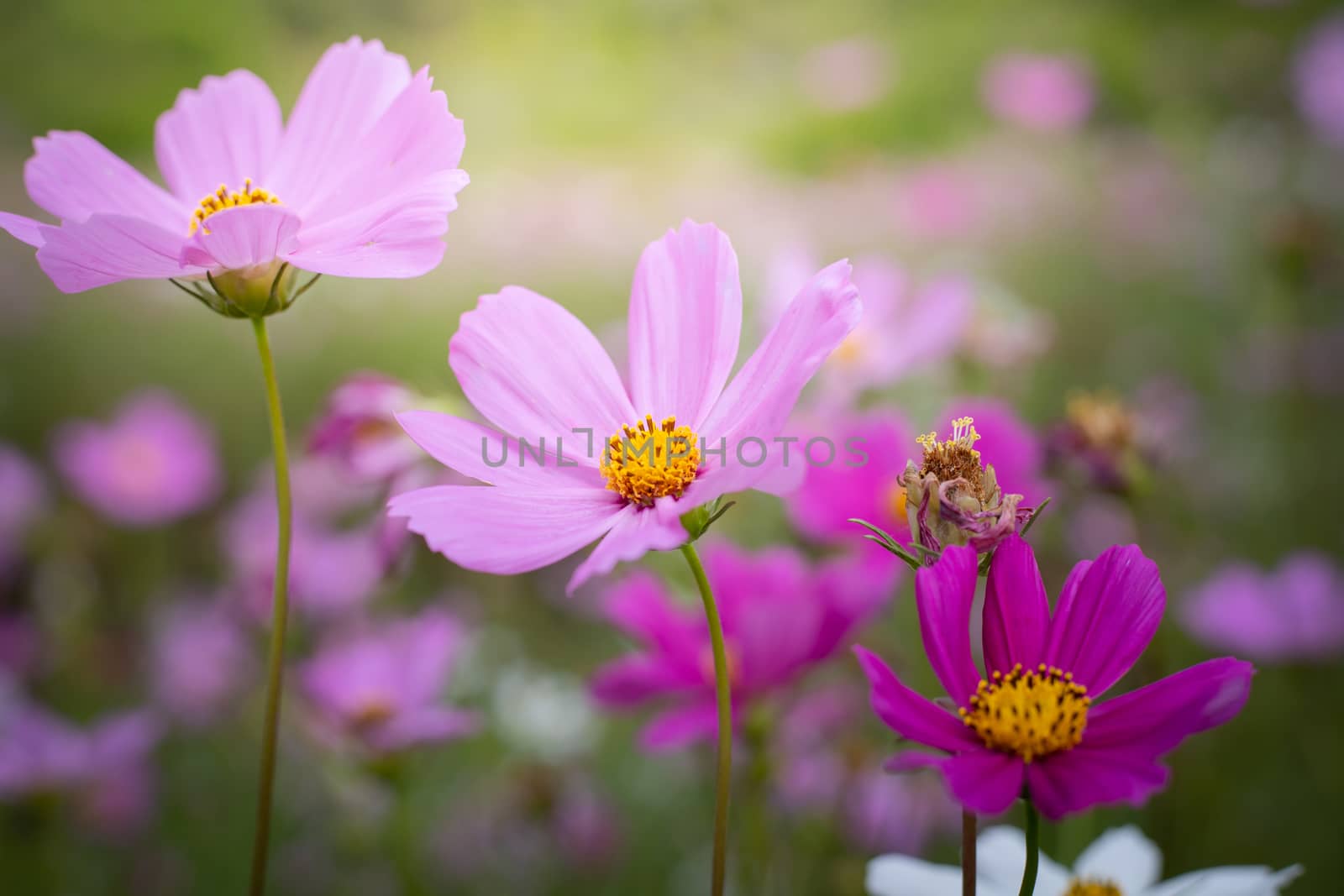 The background image of the colorful flowers, background nature