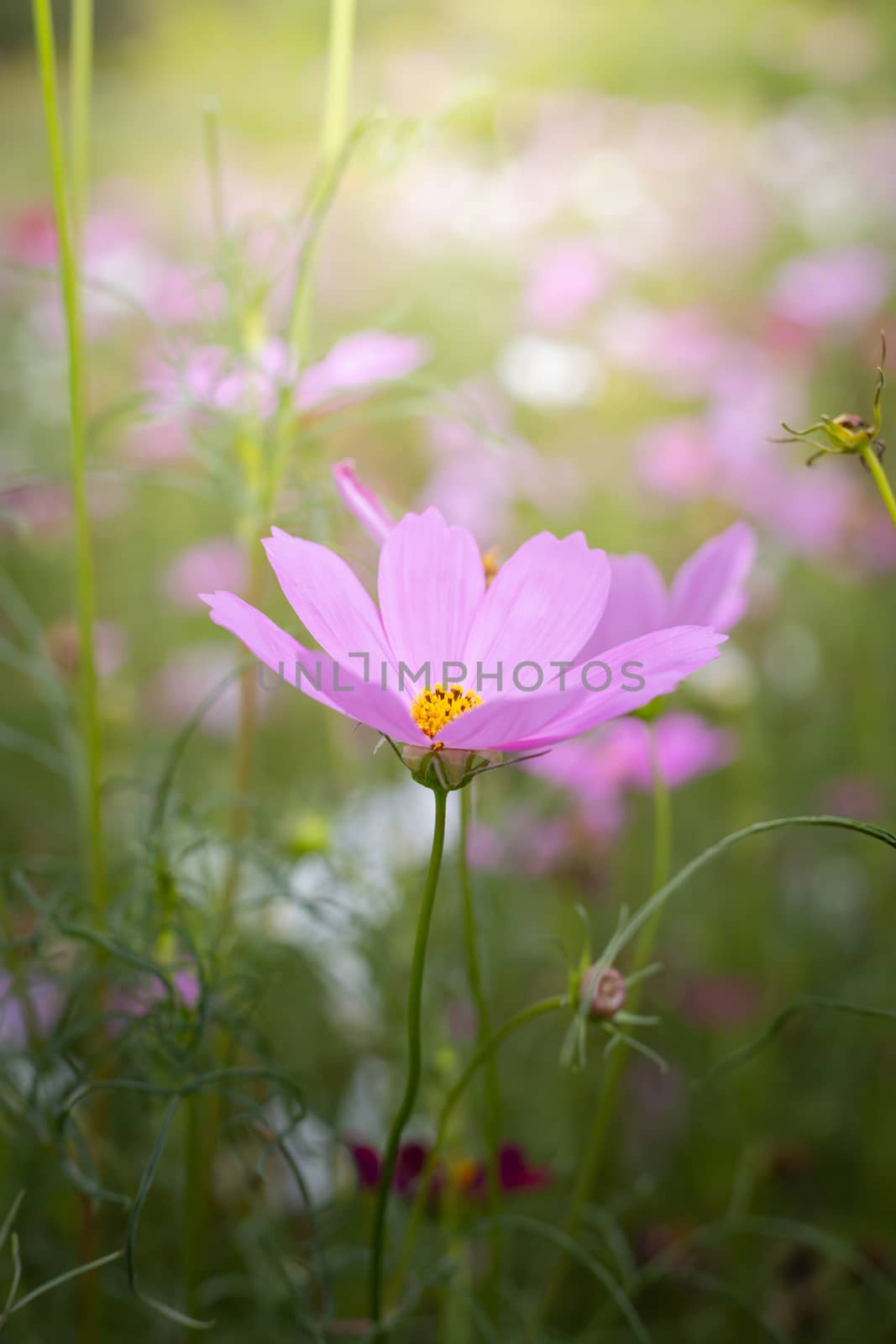 The background image of the colorful flowers, background nature