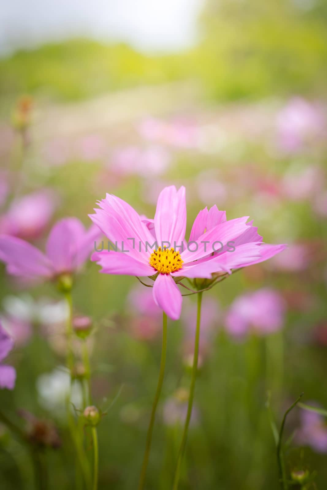 The background image of the colorful flowers, background nature