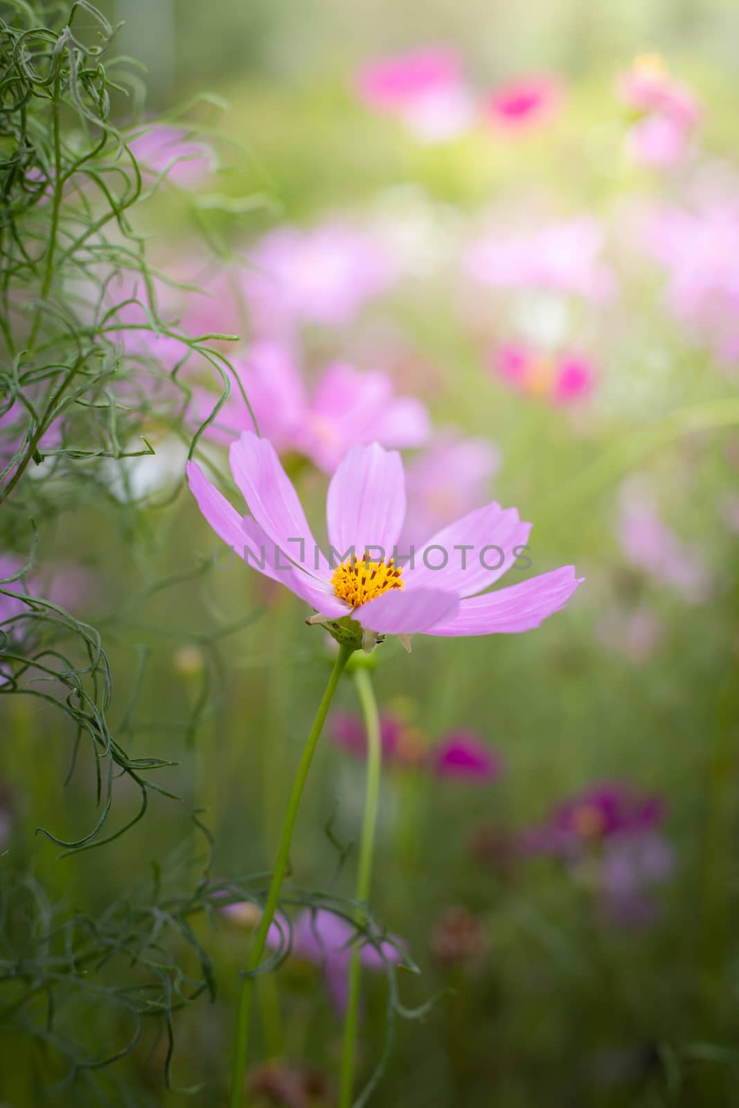 The background image of the colorful flowers, background nature