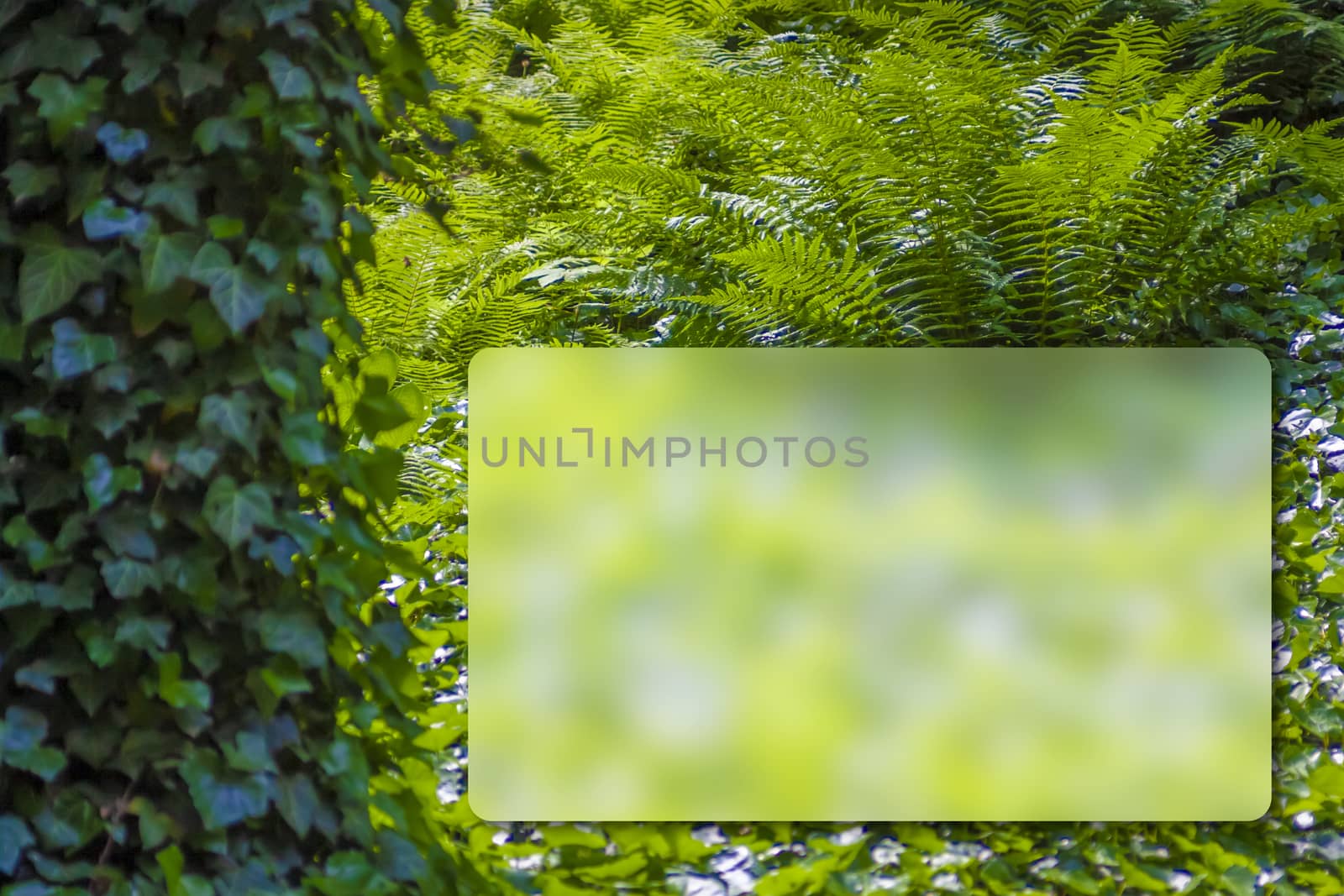 Fresh green plant leaves of Fern and Ivy. by red2000