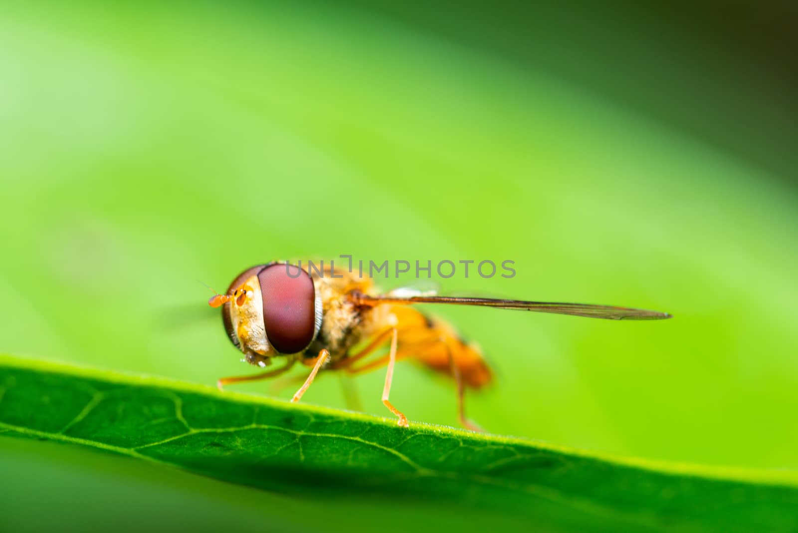 Macro shot of a marmalade hoverfly or Episyrphus balteatus on a green leaf