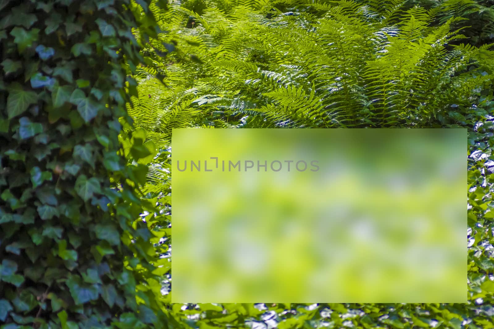 Fresh green plant leaves of Fern and Ivy. by red2000