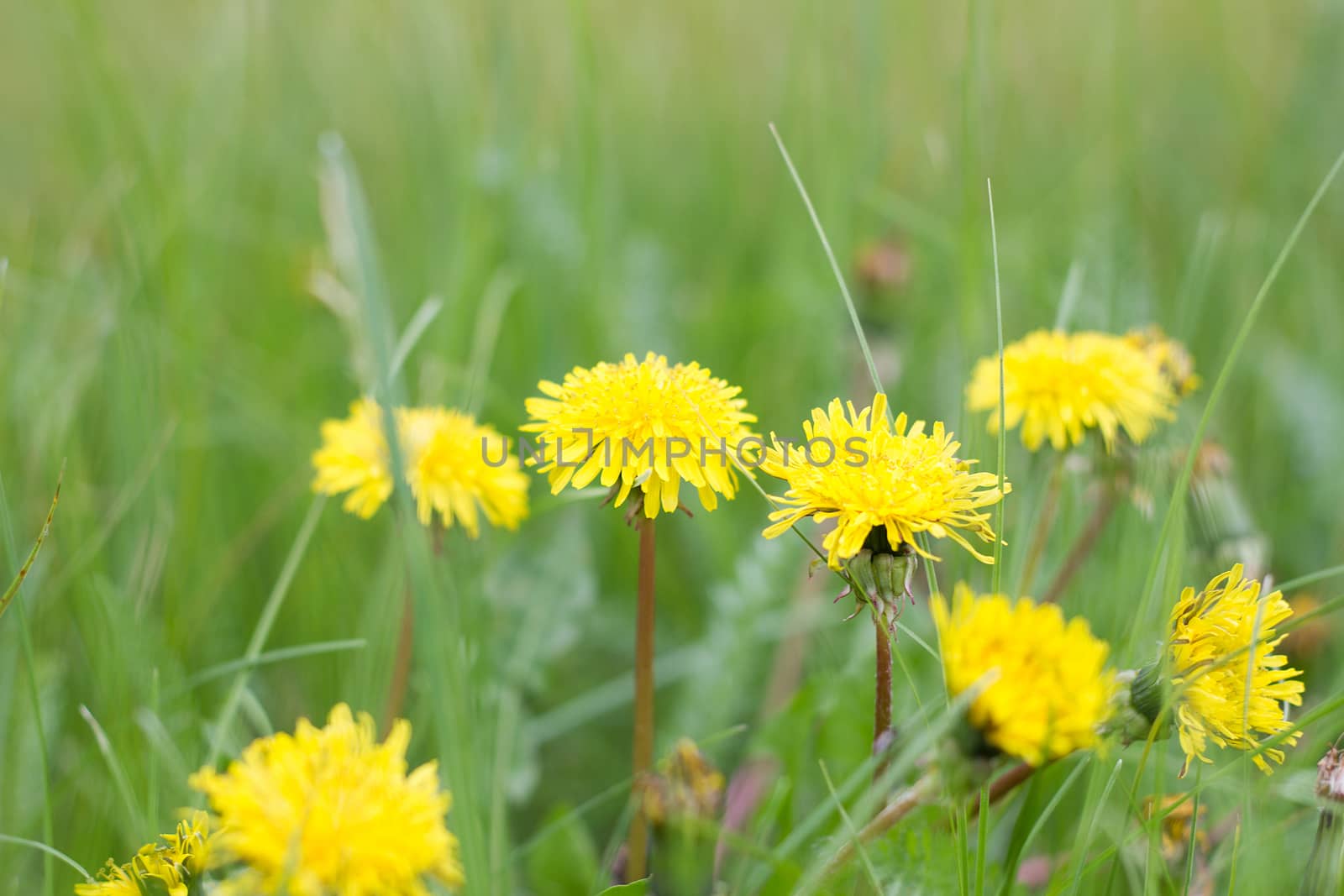 lonely dandelions on green grass close up. Spring season. Green meadow.