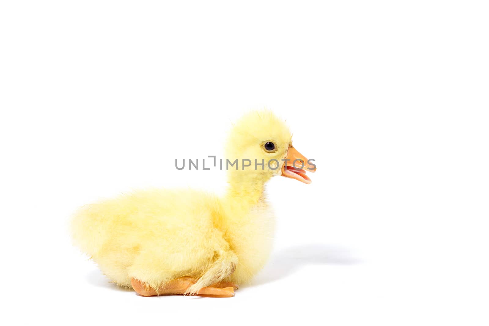 Yellow goose on white background. Little gosling isolated on white background.