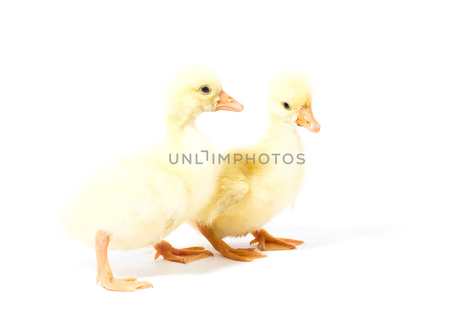 Two yellow gosling isolate. Homemade Little Geese